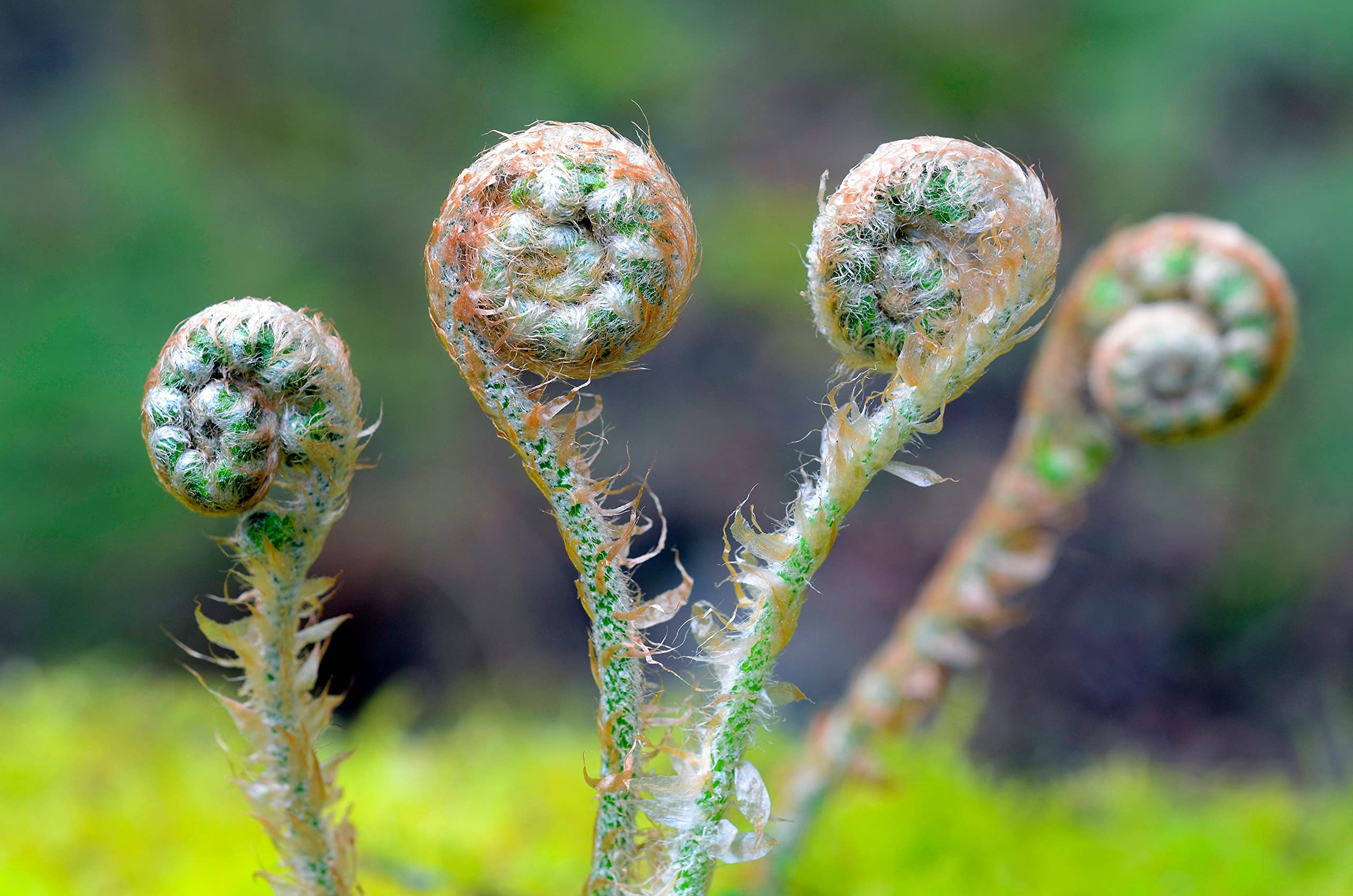 Stauden Gänge 3 x Dryopteris affinis im 1 Liter Topf (Farn/Winterhart/Mehrjährig/Staude/Immergrün) Heimischer Goldschuppenfarn - Struktur und Anmut für schattige Beete