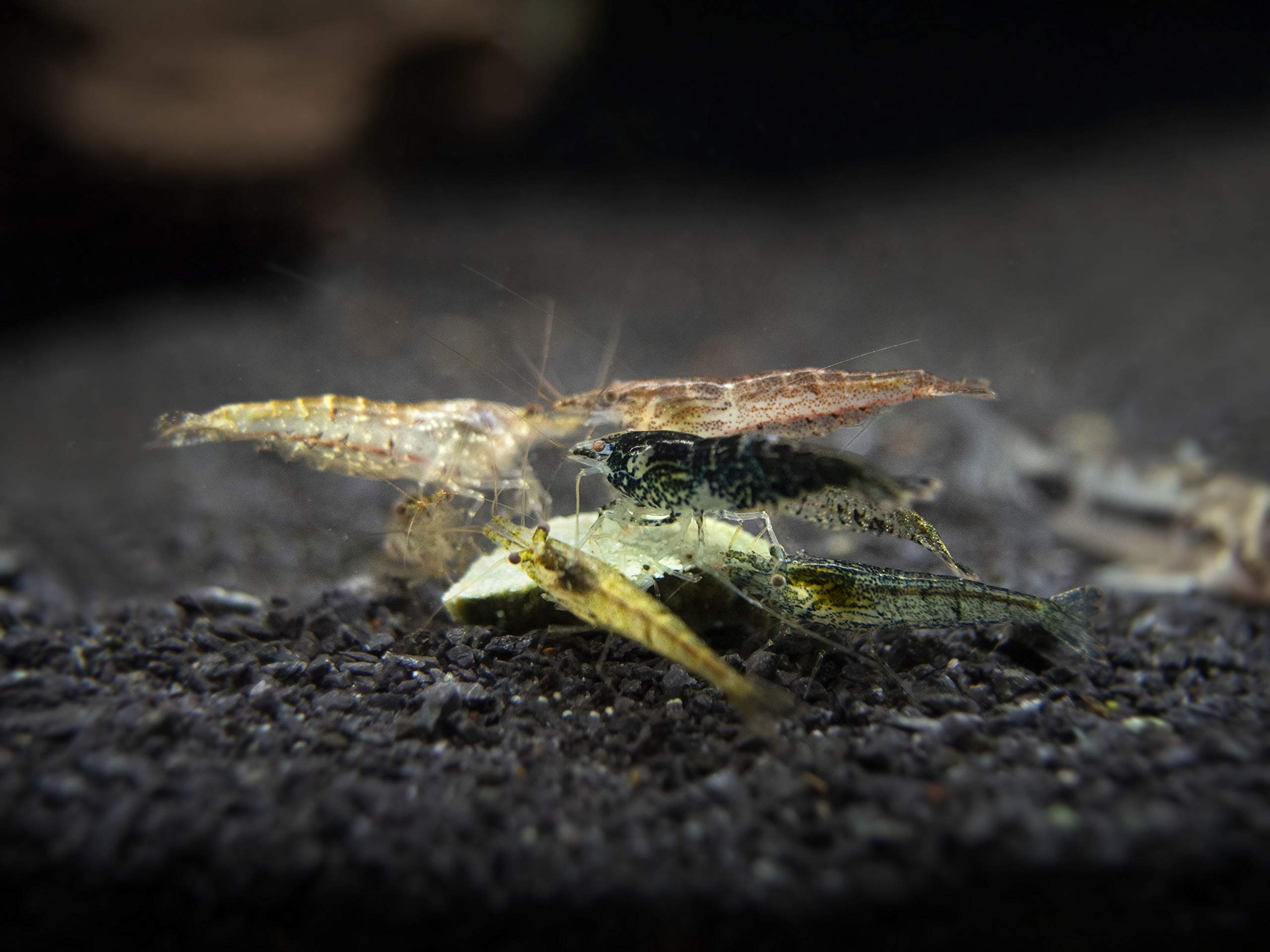 Buy 20 Live Wild Form Neocaridina Shrimp (Neocaridina davidi
