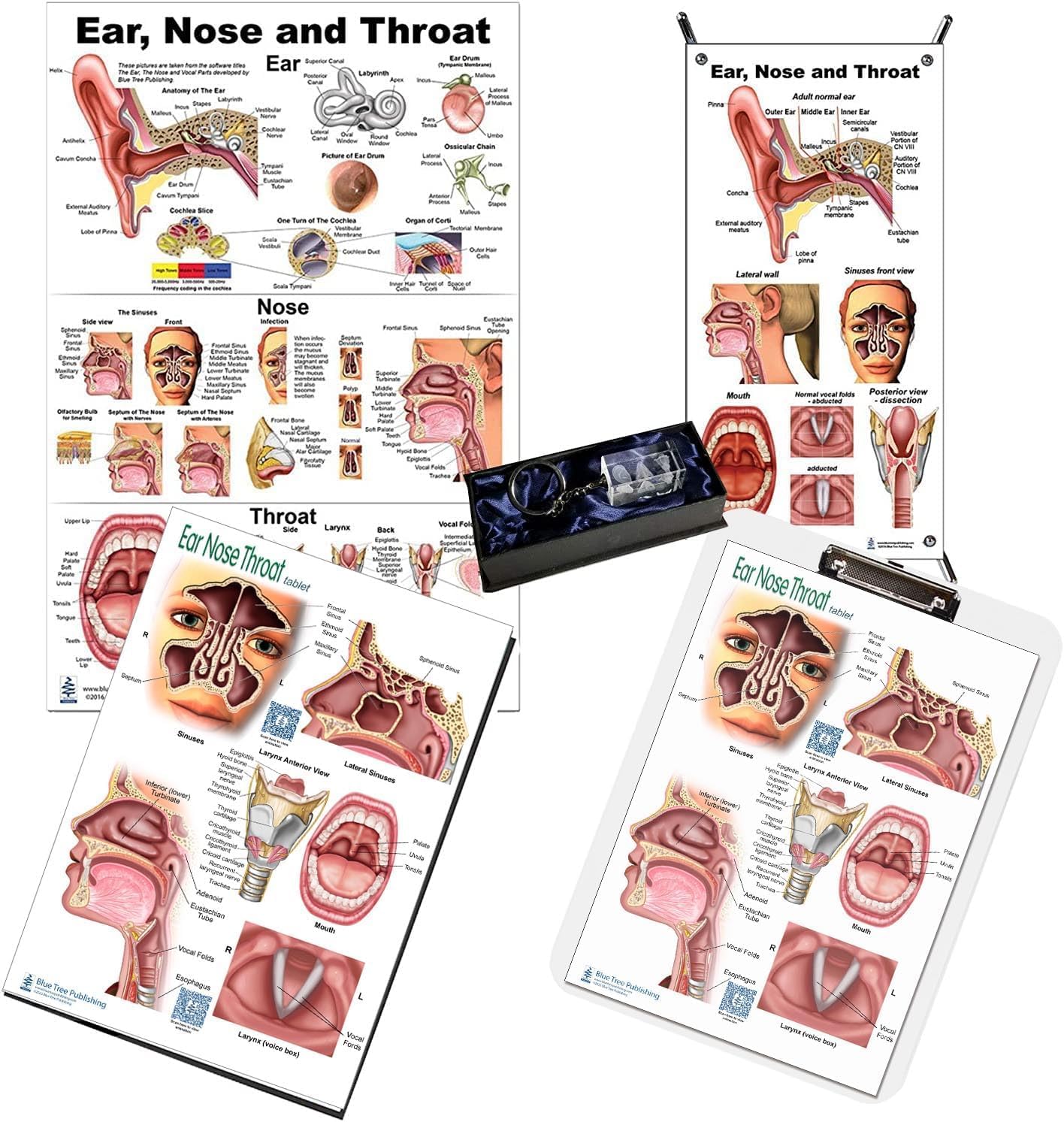 Amazon.com: Blue Tree Publishing Ear Nose Throat ENT Office Set