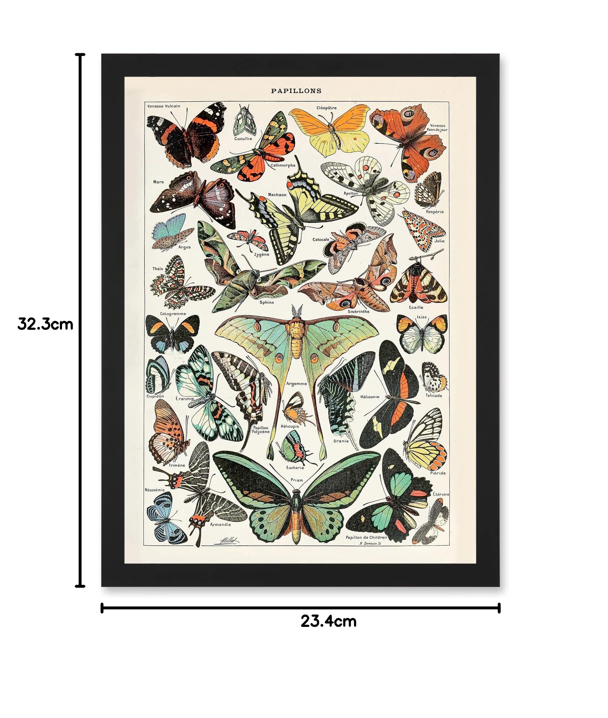 Artery8 Millot Encyclopedia vintage Variety Butterflies Moths
