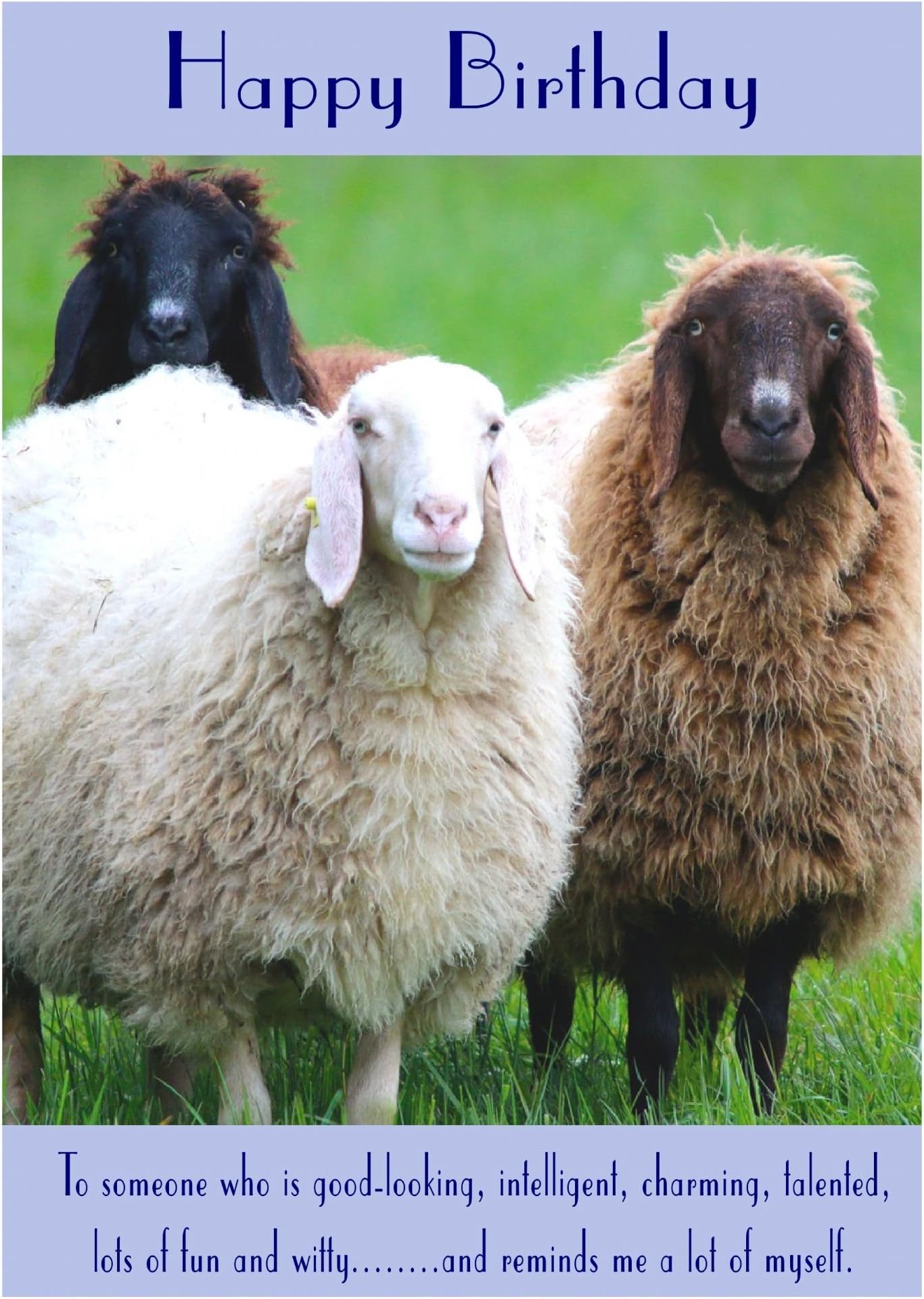 Sheep Birthday Card