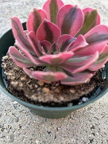 Miniatura 2 de Aeonium Pink Witch - Planta suculenta viva, totalmente enraizada en maceta de 4 pulgadas con tierra, verde y rosa jaspeado, decoración de