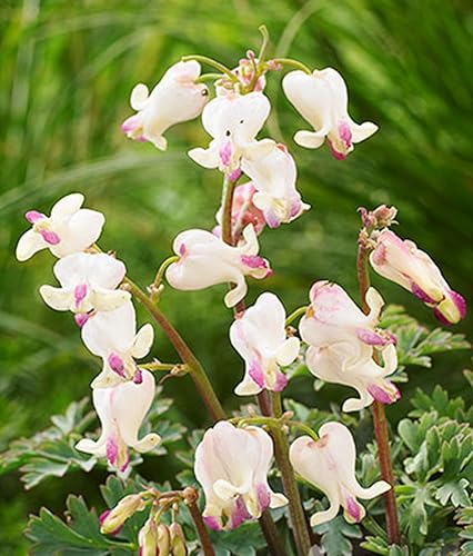 25 flores de corazón sangrante de corazones de amor