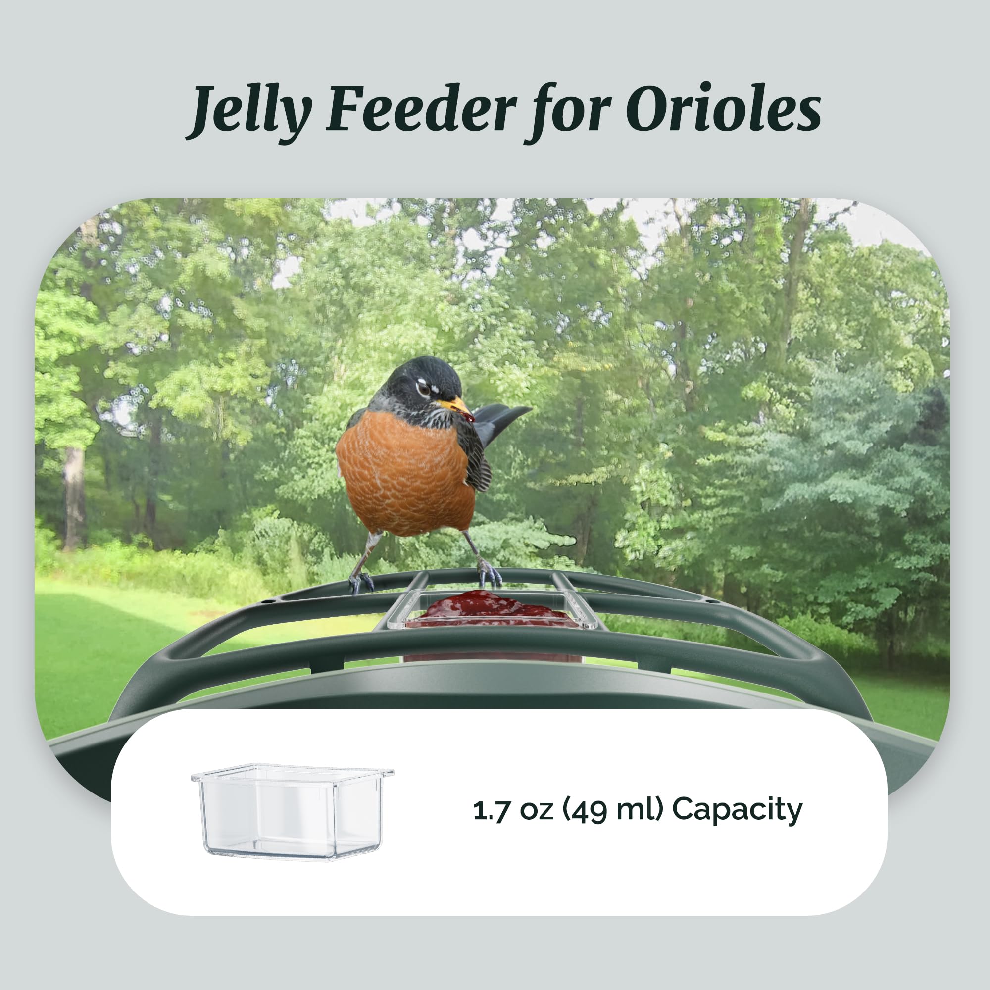 Kiwibit Beako - Kit completo de comedero para pájaros, incluye mini comedero de colibrí, 2 soportes para frutas, comedero de gelatina, compatible con Beako Smart Bird Feeder con cámara para atraer más