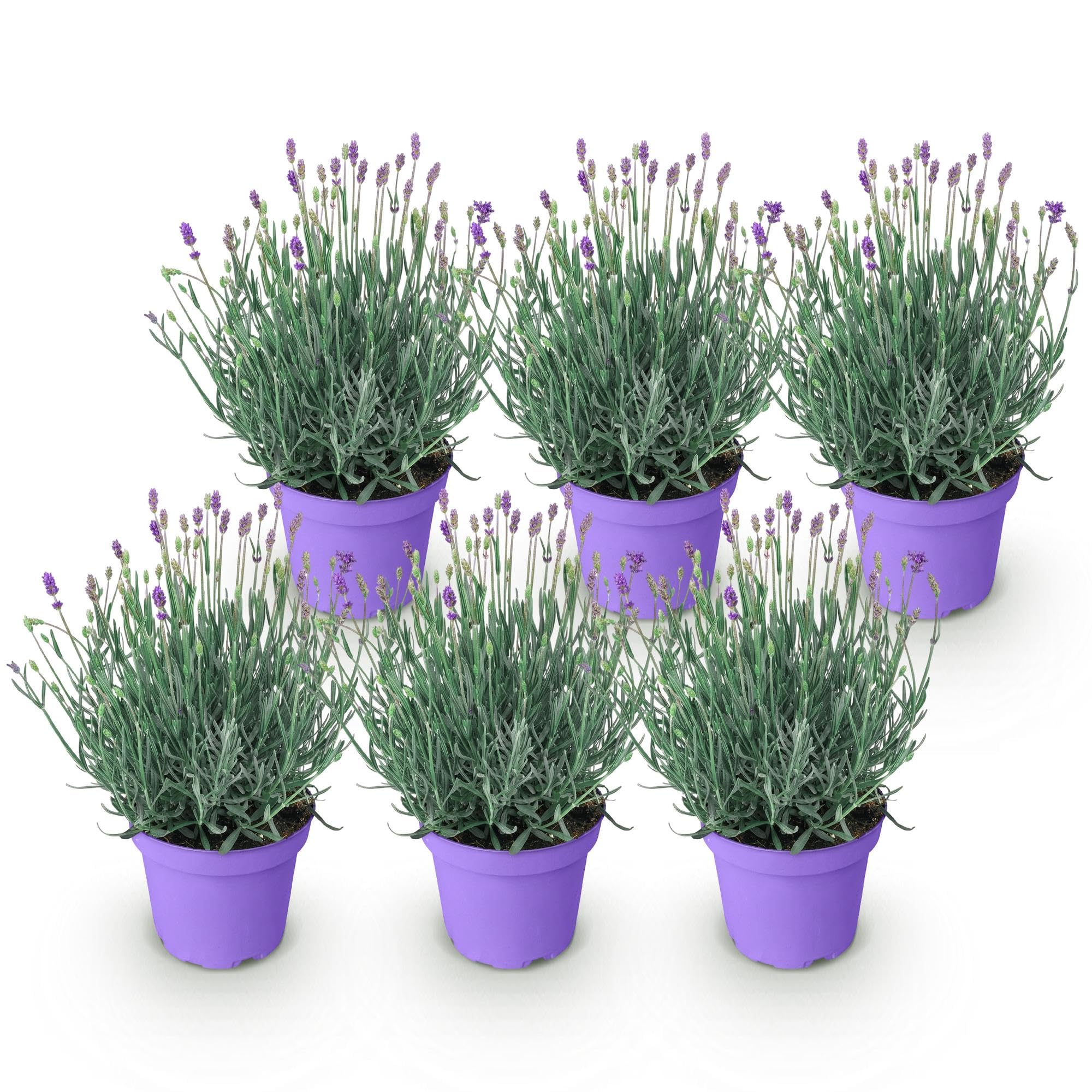 GreenboutiQ - Plante de jardin - Lavandula angustifolia Munstead - Lavande - Résistante à l'hiver - Violet - 6 Plantes - Pot 12cm - Hauteur 15-25cm