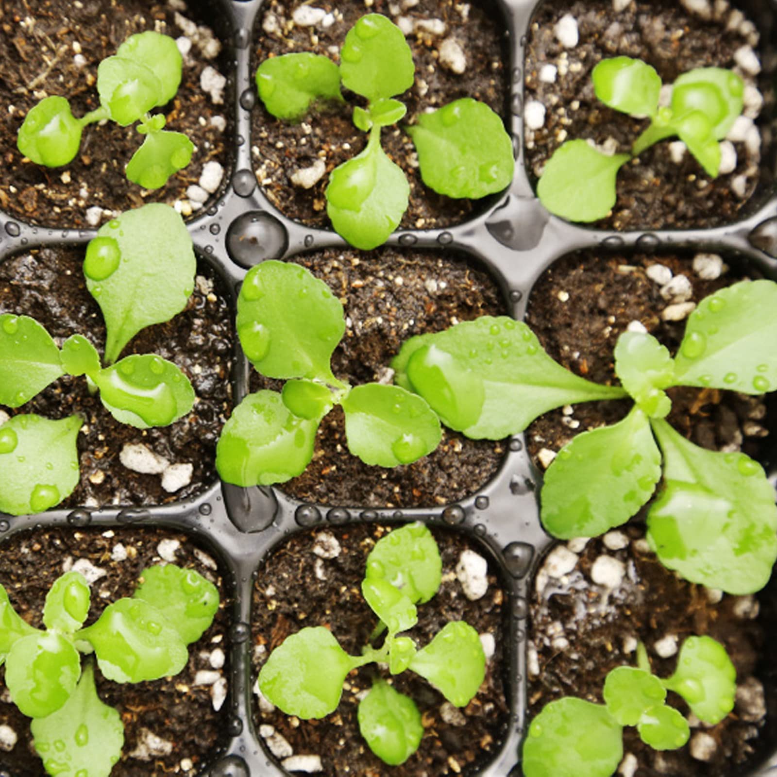 10 Pièces Bac à semis, Mini Serre pour Plantes Intérieure avec couvercles rehaussés, 12 Cellules Intérieure Plateau Semis Pépinière Boîte de Culture pour Jardin