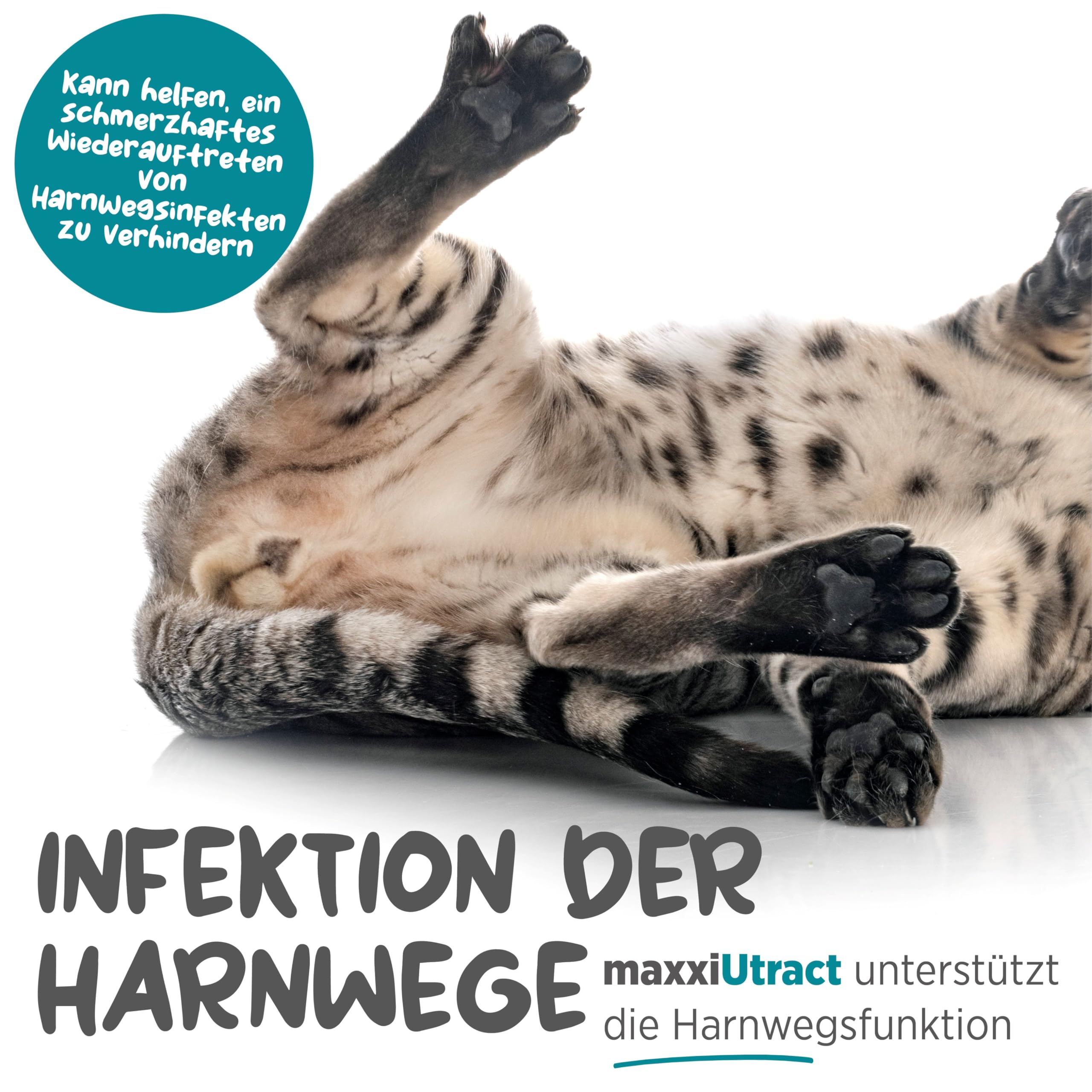 maxxipaws maxxiUtract Harnwegs- und Blasenunterstützung - Nahrungsergänzungsmittel in Pulverform für Katzen, 90g