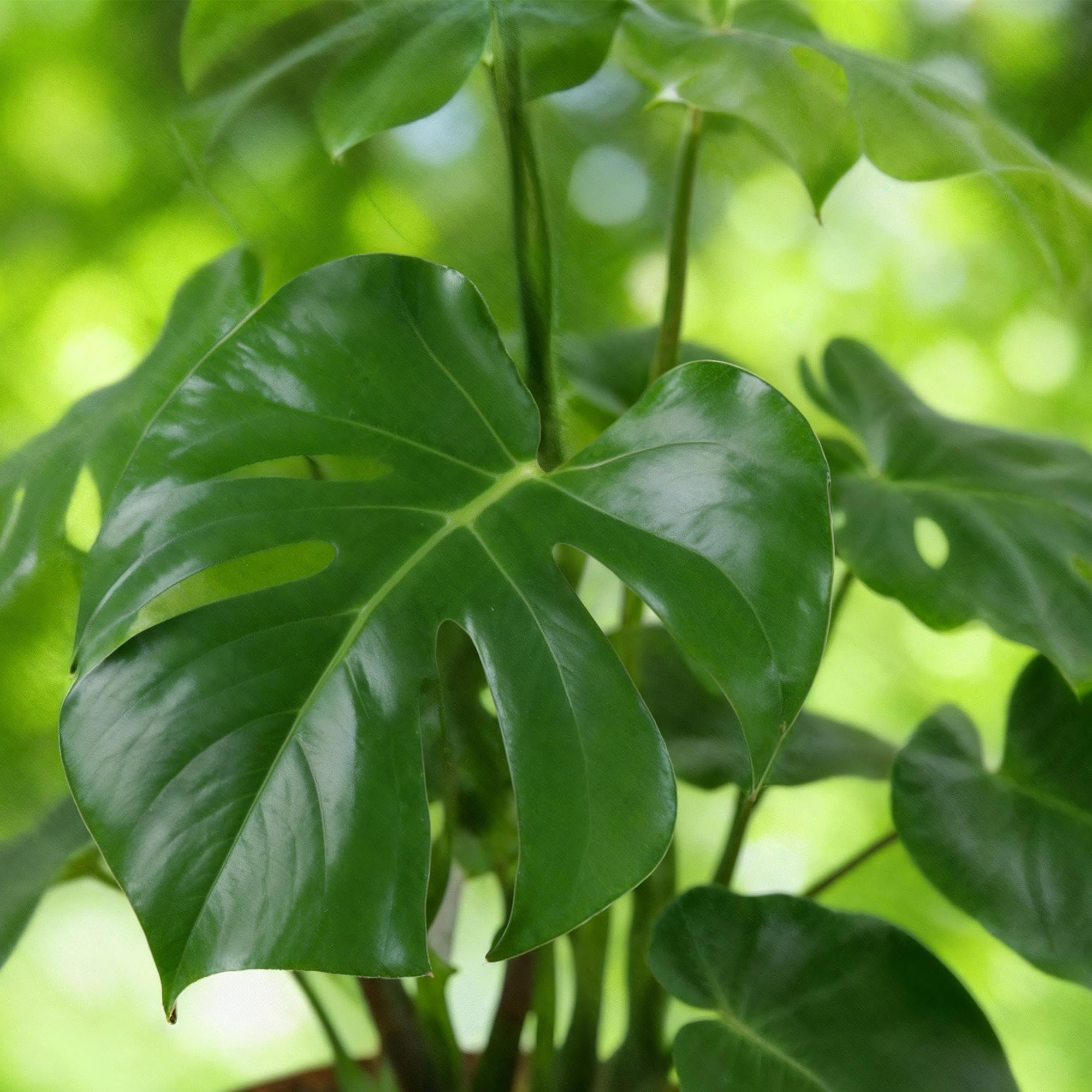 Monstera Deliciosa z białym wazonem, do wnętrz, zielona, 21 cm, 70-80 cm