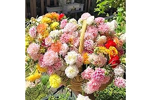 20000+ Rare Varieties Moss-Rose Purslane Double-Flowered Seeds