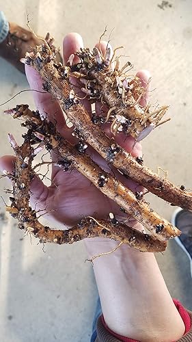 Rizomas de lúpulo - Tahoma