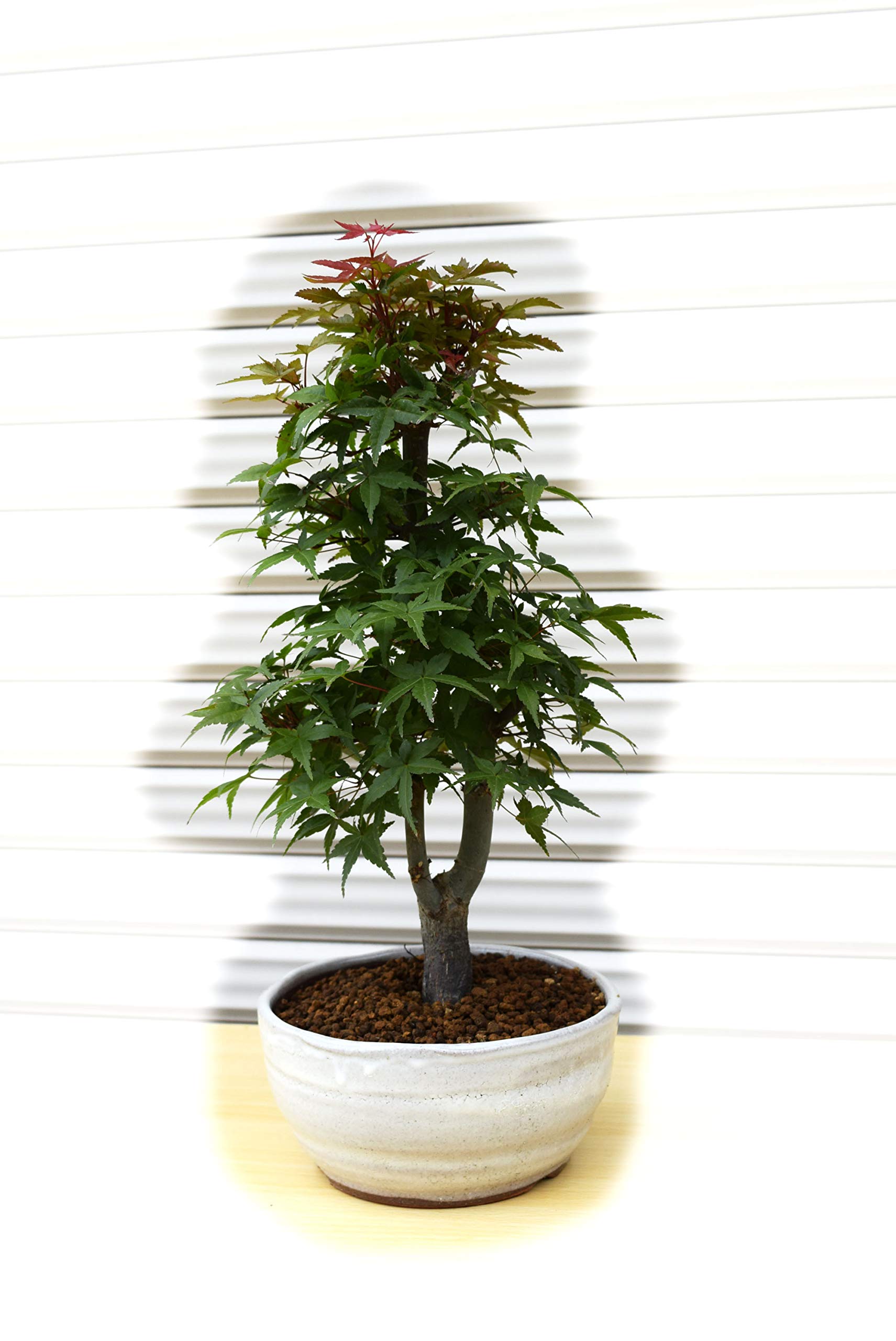 Amazon.co.jp: モミジ鉢植え紅葉盆栽1鉢 信楽鉢植え 出猩々もみじ盆栽