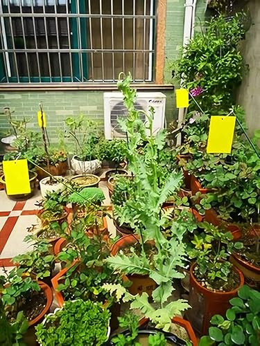 Miniatura 8 de Trapro trampas adhesivas amarillas para insectos voladores para mosquitos de los hongos áfidos moscas blancas minadores arañuelas y otros insectos