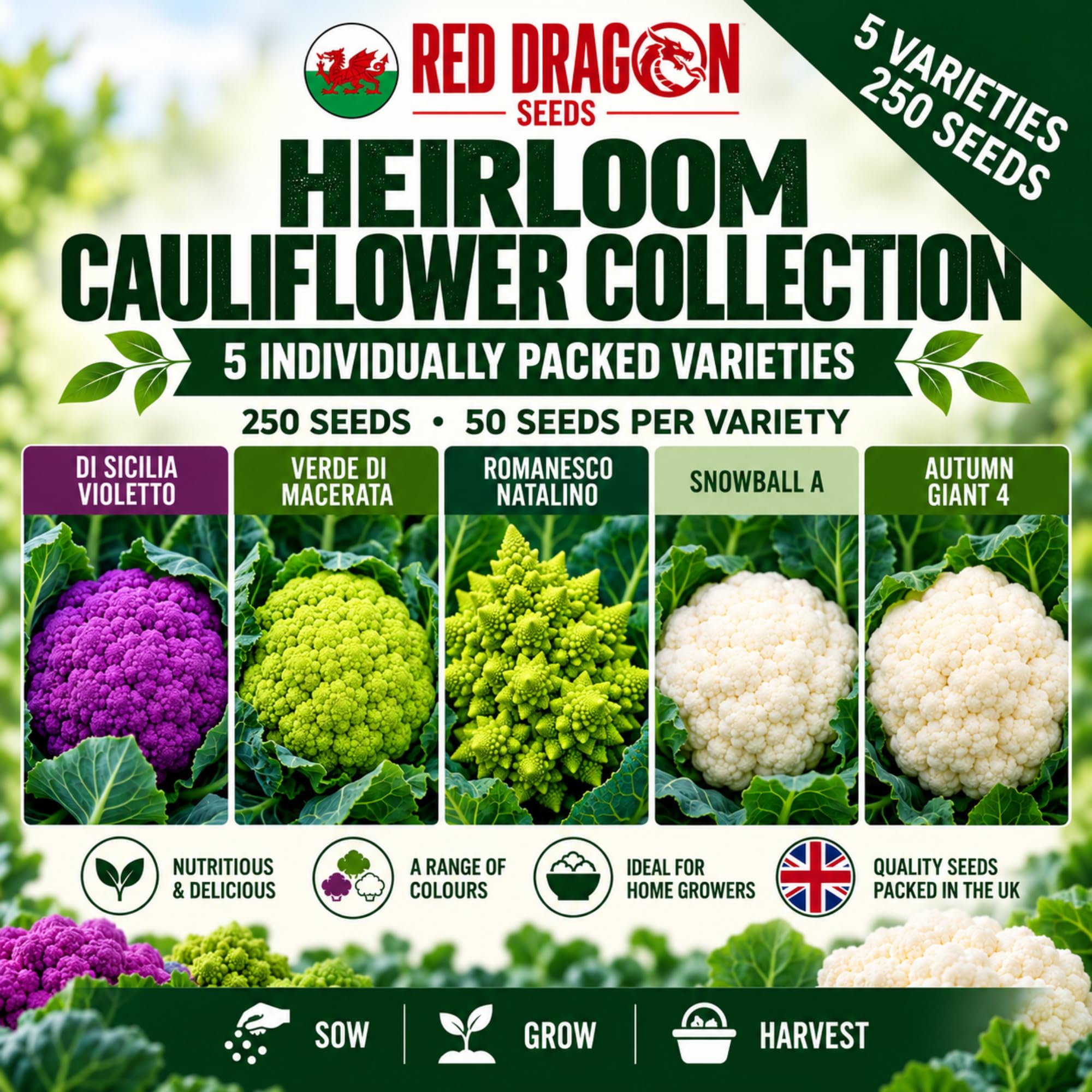 Heirloom Cauliflower Seeds – 5 Individually Packed Varieties – 250 Seeds
