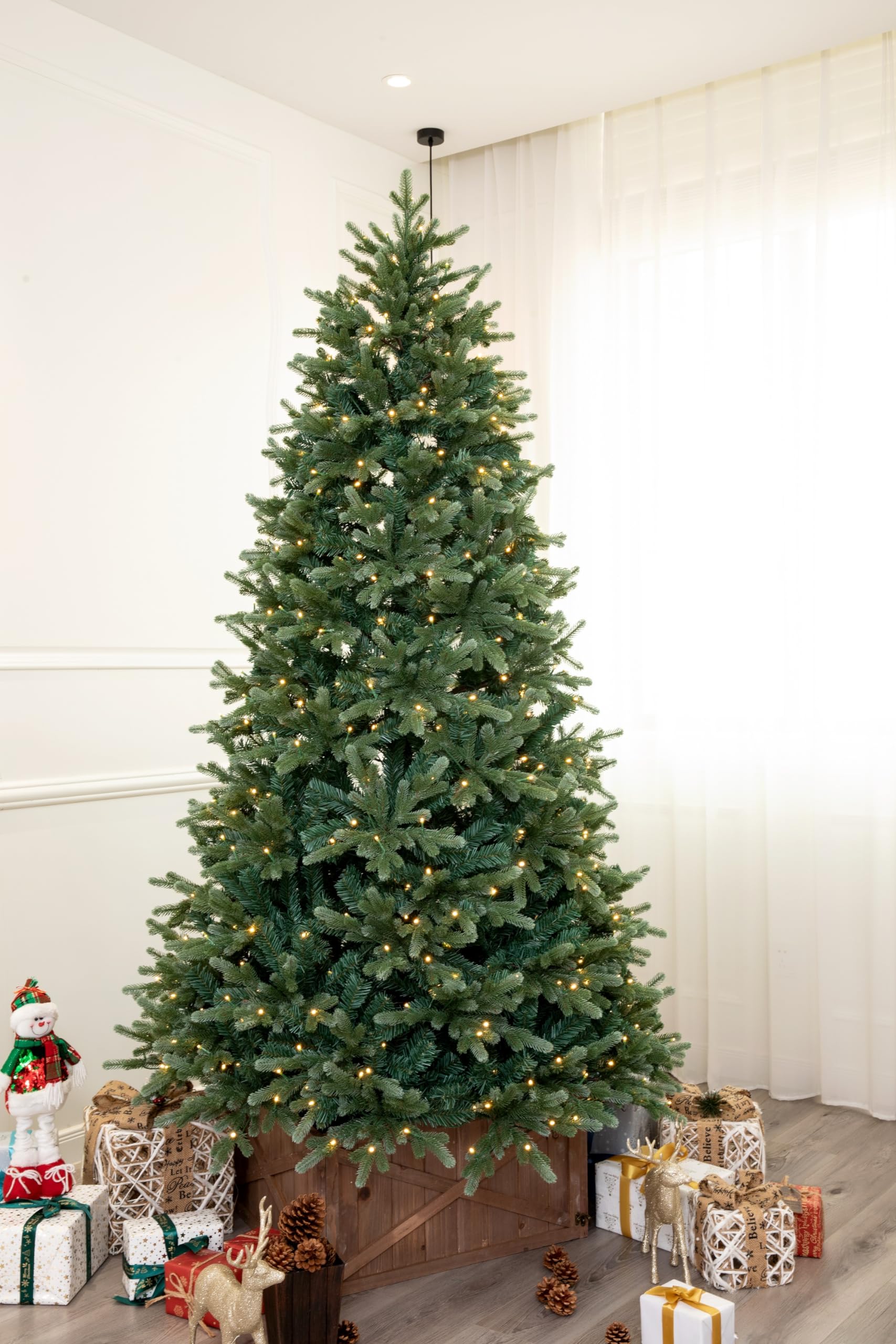 Norway Spruce