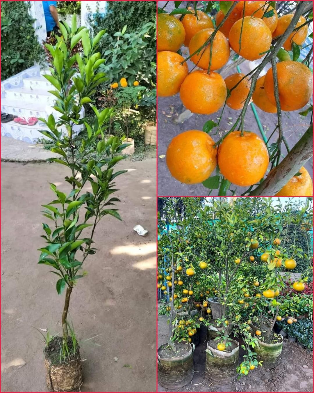 Native Earth Nursery® Darjeeling Orange Plant - Live Grafted hybrid all Seasons Santra Tree (Plant Height 2-3 Feets, Pack of 1 Sweet Orange Plant) (B0BF5GVK69) Amazon Price History, Amazon Price Tracker
