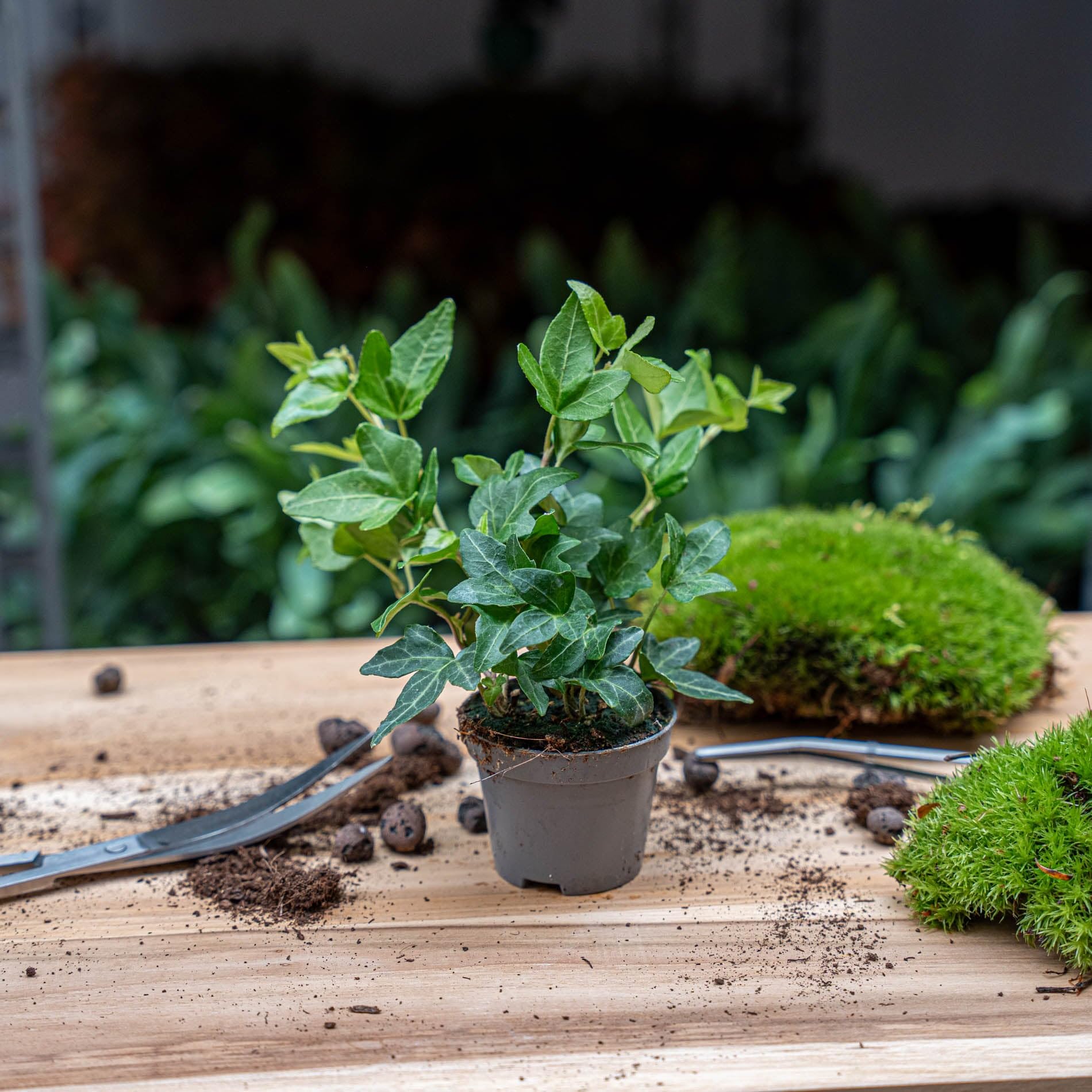 Hedera hélice - Ø 7 cm