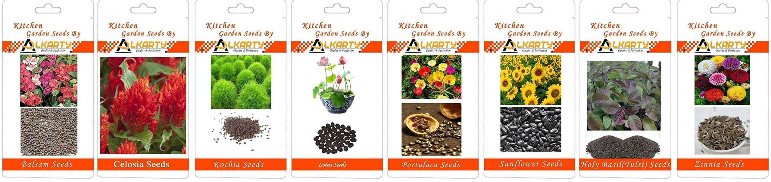 Balsam, Celosia, Kochia, Lotus, Portulaca, Sunflower, Tulsi, Zinnia Summer Flower Seeds Pack of 20 Each-picture-32