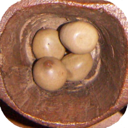 Awale classic - //medicalbooks.filipinodoctors.org