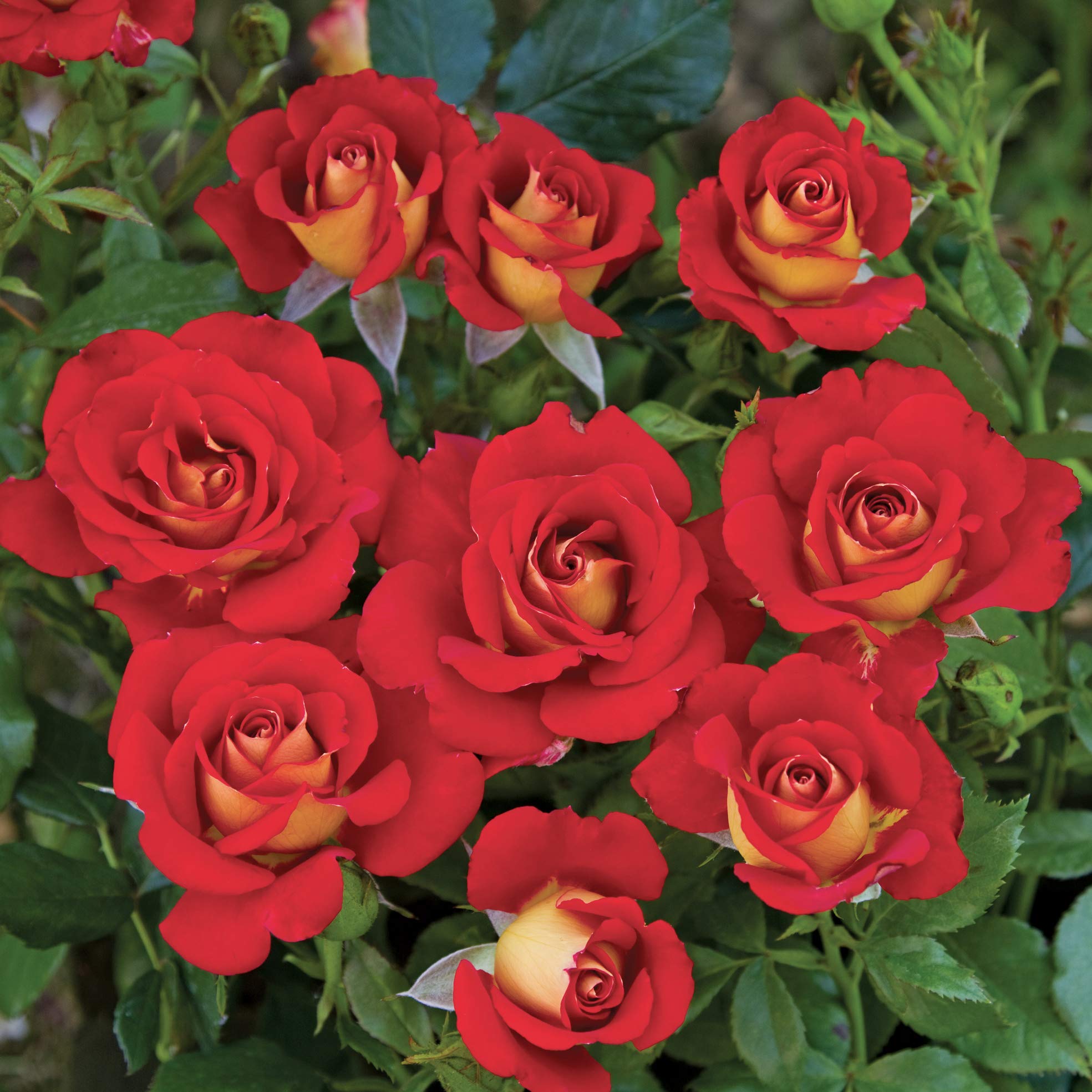 Ketchup & Mustard®, rosaio vivo Rose Barni®, rosa in vaso rossa e gialla, pianta folta e compatta, habitus rotondo, adatta alla coltivazione in vaso, rifiorente fino autunno inoltrato cod.72056