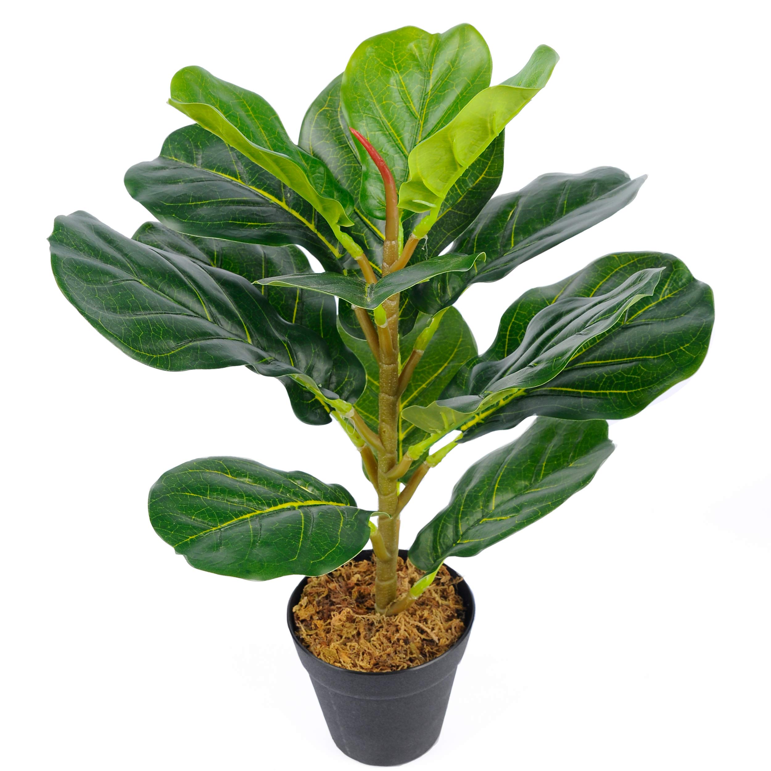 Artificial Plants In Bangalore Decor For You