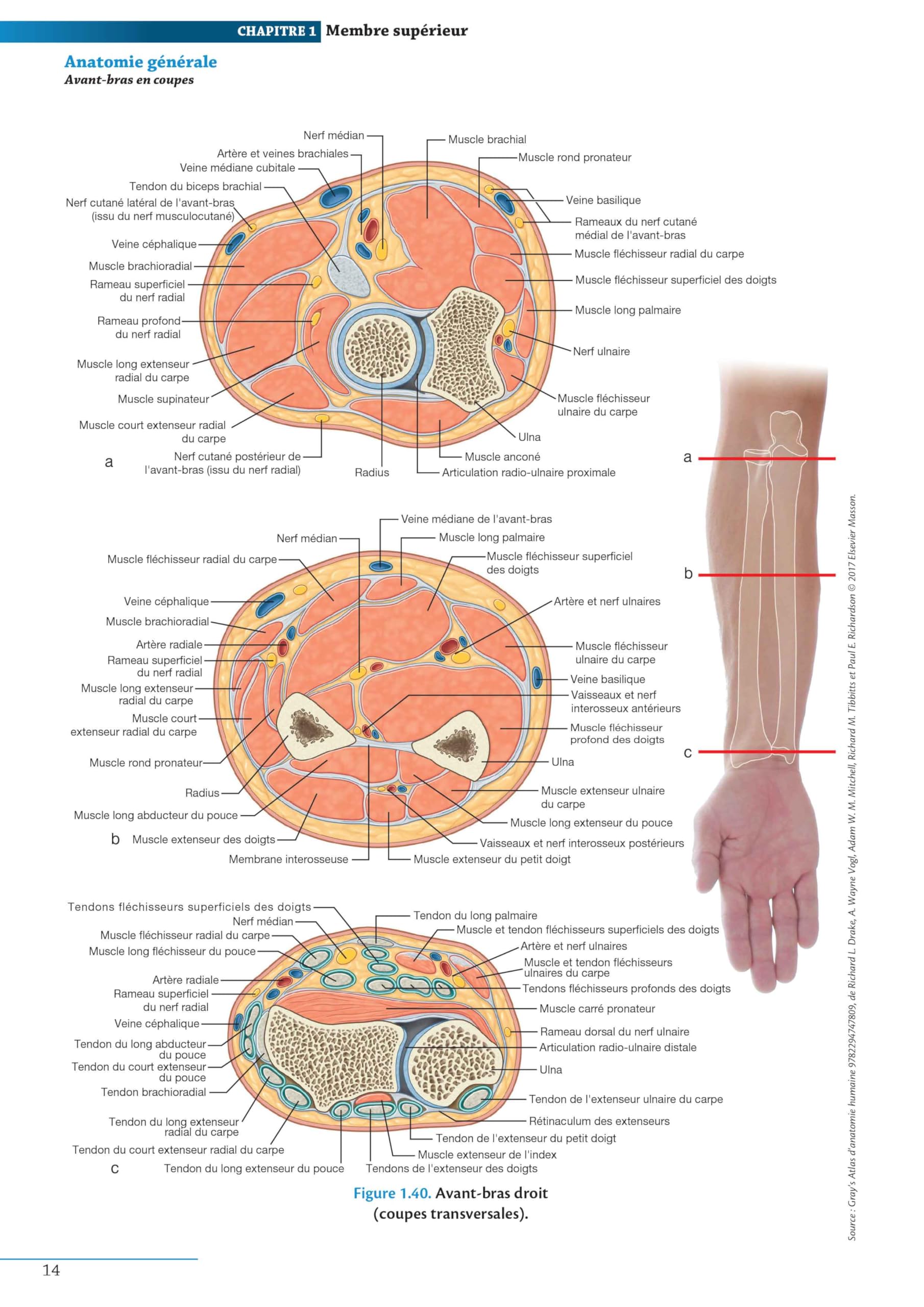 Atlas d'anatomie générale et radiologique