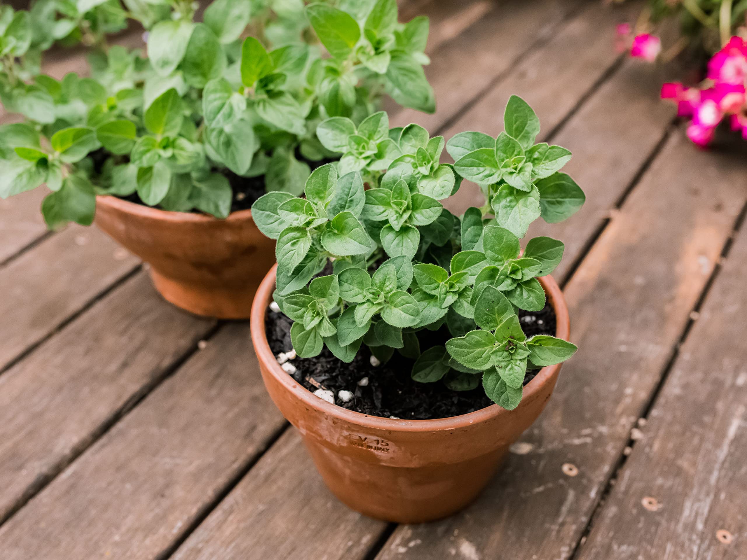 Oregano Microgreen Salad Leaf 100% Organic Seeds (LIVE GREEN) (B0995GH62J) Amazon Price History, Amazon Price Tracker