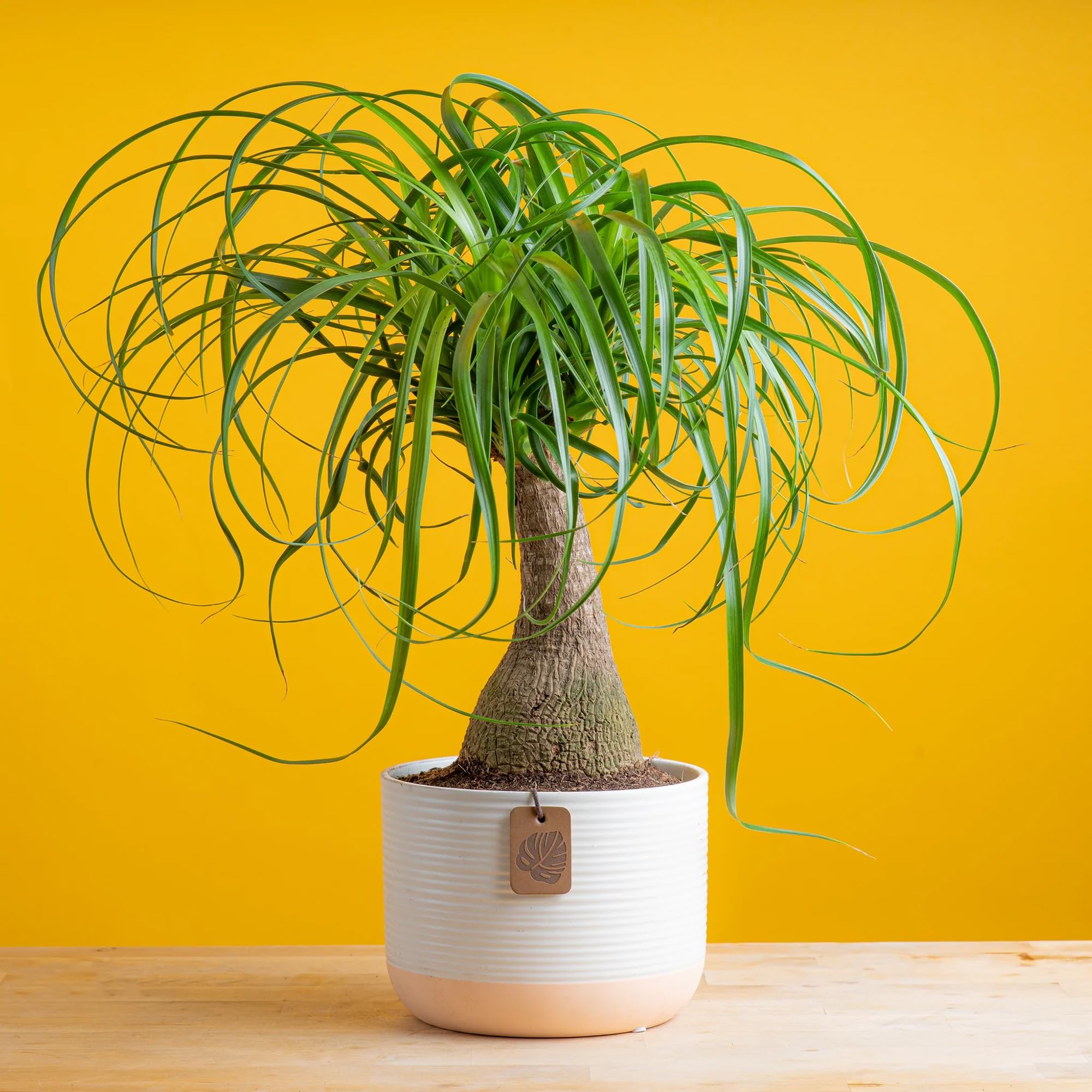 Amazon.com : QAUZUY GARDEN 10 Ponytail Palm Tree Seeds, Heirloom
