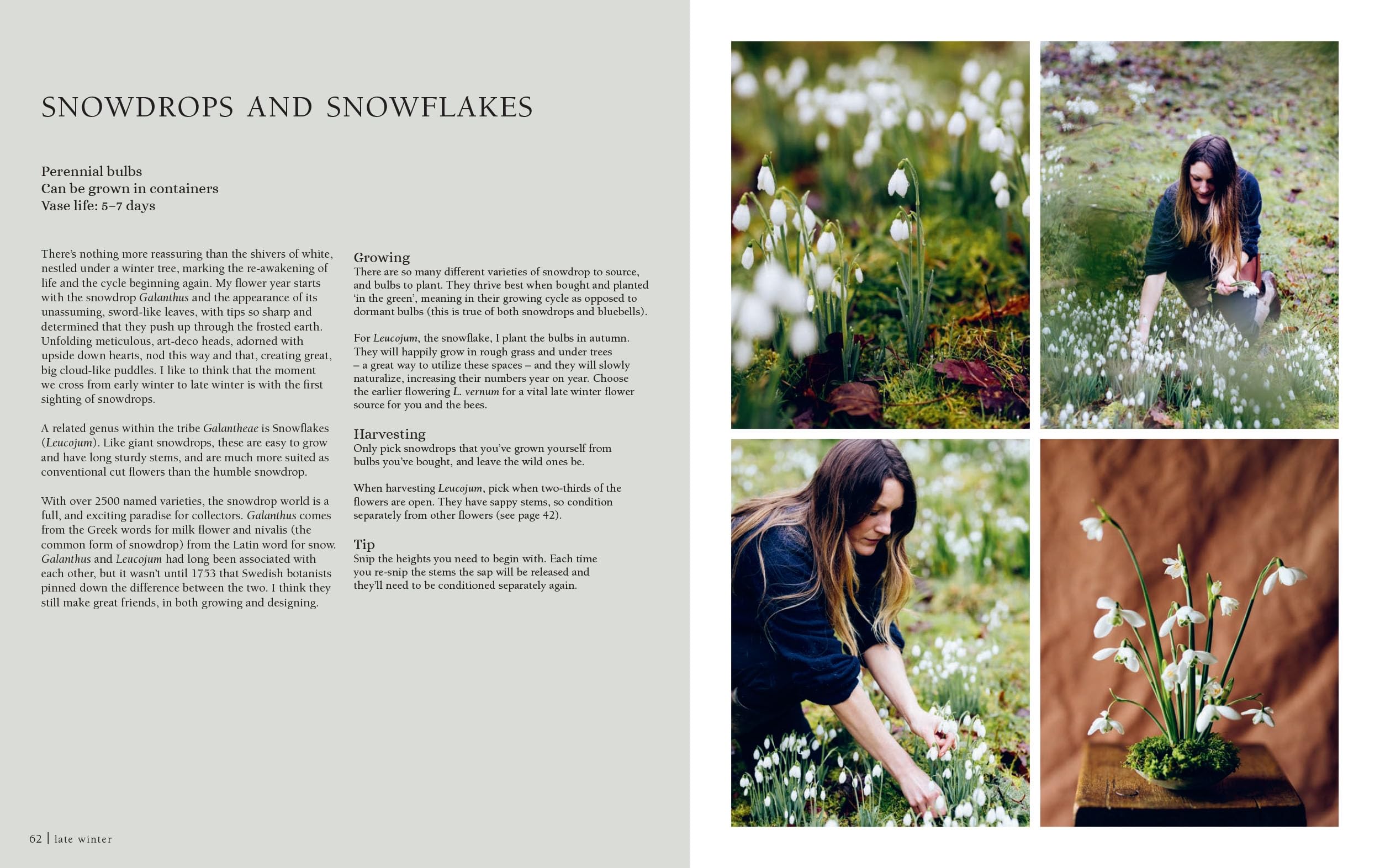From Seed to Bloom: A Year of Growing and Designing With Seasonal Flowers