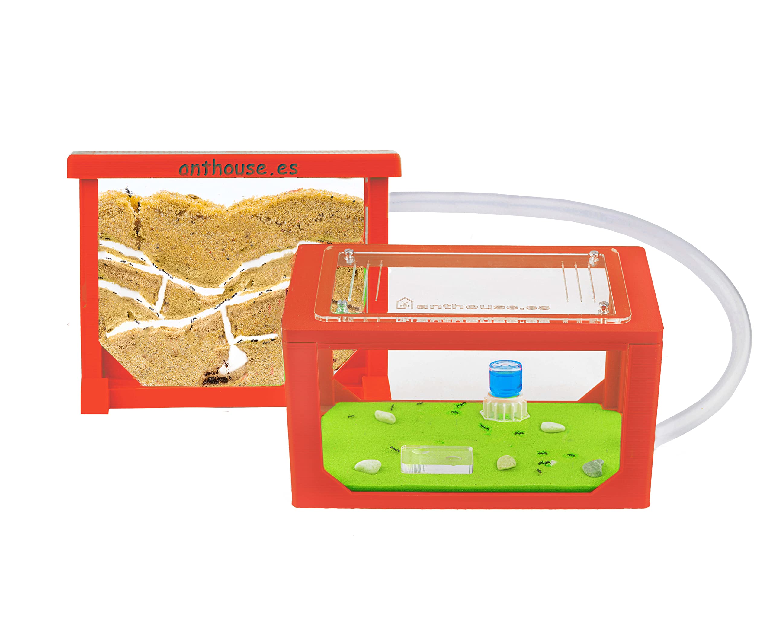 Anthouse.es - Hormiguero Natural de Arena - Kit Mini Hormiguero Acrílico (Sándwich + Caja de Forrajeo) - Granja de Hormigas con Colonia de Hormigas Incluida - 15 x 12 x 1 cm y 20 x 20 x 10 cm — view 11