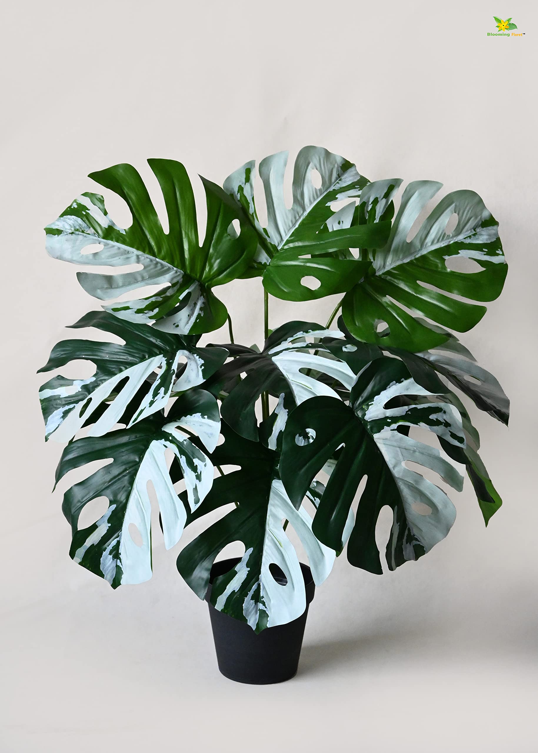 See full amazon price history chart for Blooming Floret Artificial Monstera Plant | with Basic Black Pot | 60.9 cm Short Ornamental Plant for Interior Decor/Home Decor/Office Decor | 12 Contrasting Leaves in Green & White | Durable Blooming Floret Artificial Monstera Plant | with Basic Black Pot | 60.9 cm Short Ornamental Plant for Interior Decor/Home Decor/Office Decor | 12 Contrasting Leaves in Green & White | Durable (B0BWTYVL16) Amazon Price History, Amazon Price Tracker