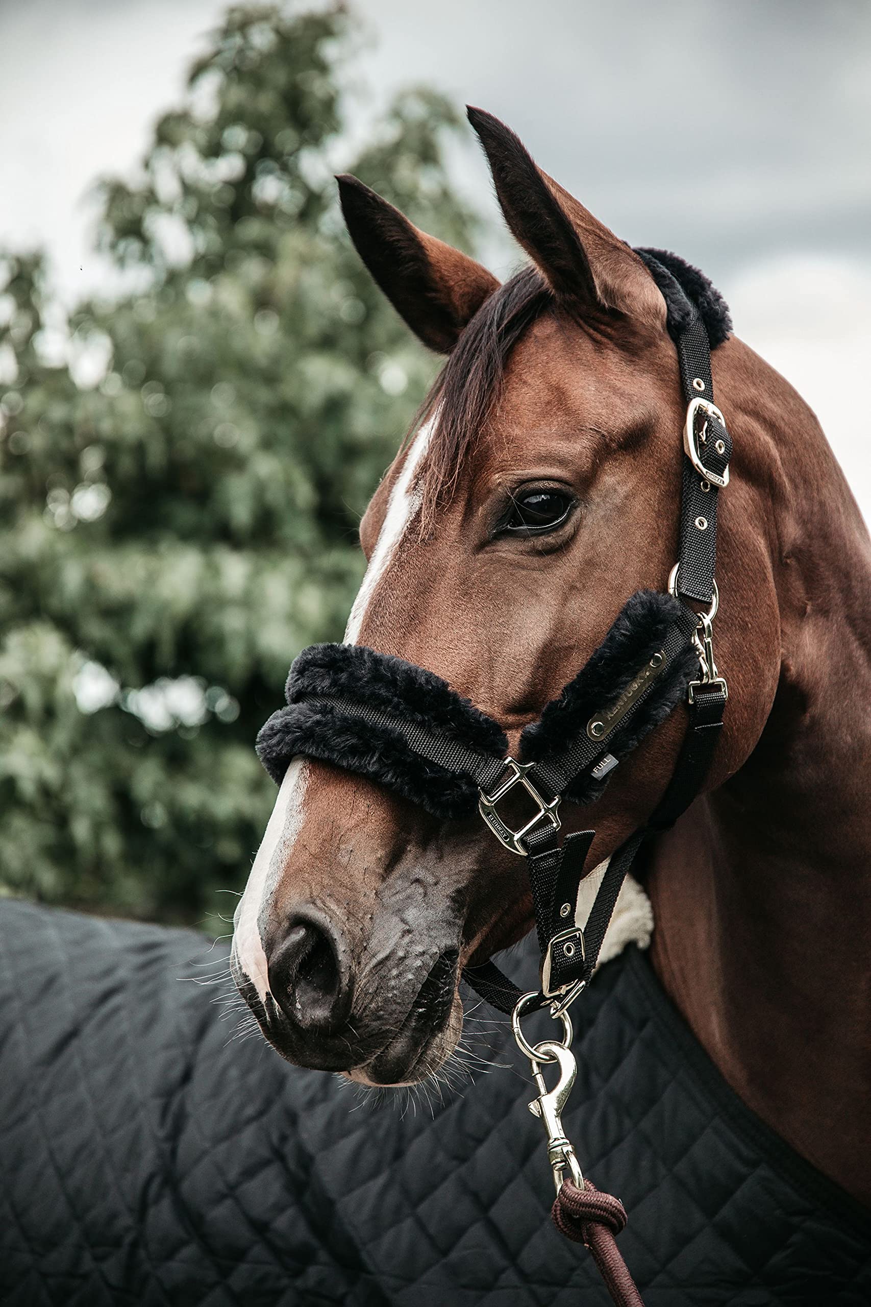 Kentucky Cavezza per Cavallo Nylon Pecore