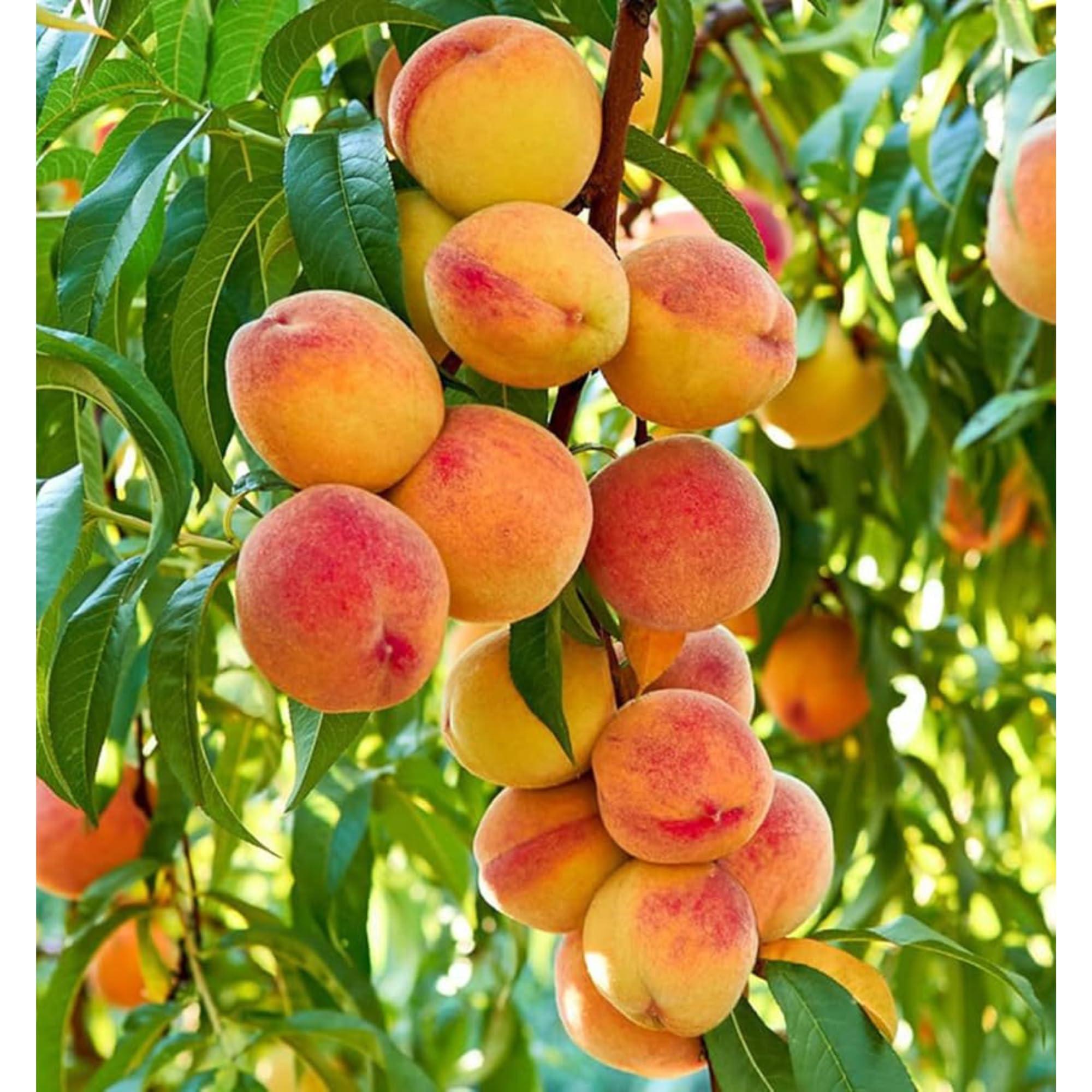 Contender Peach Tree 5 Gal