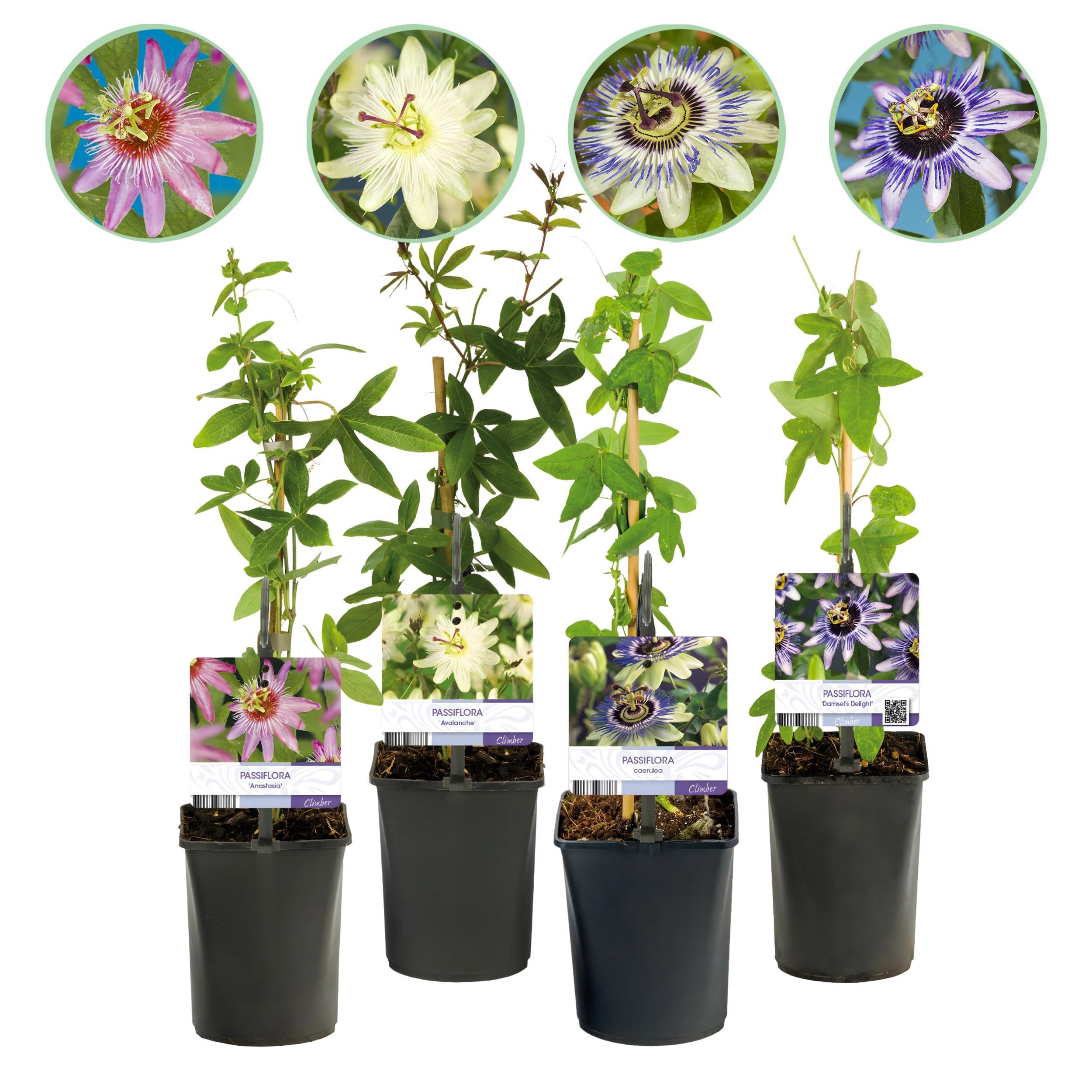 Exotenherz Piante rampicanti, fiori della passione, Passiflora Rainbow, set da 4 pezzi, vaso da 11 cm