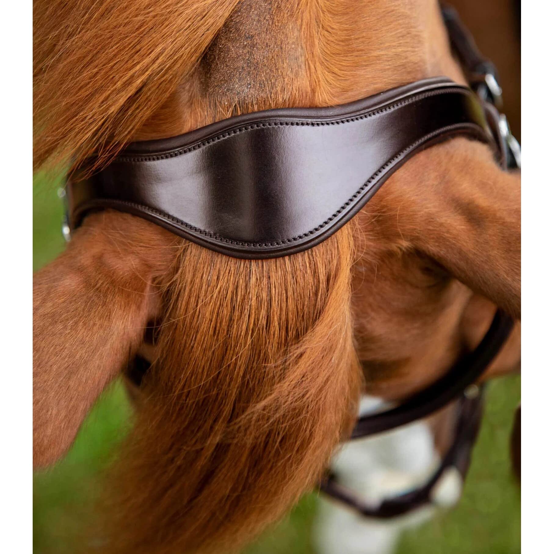 Premier Equine Cabezada Glorioso
