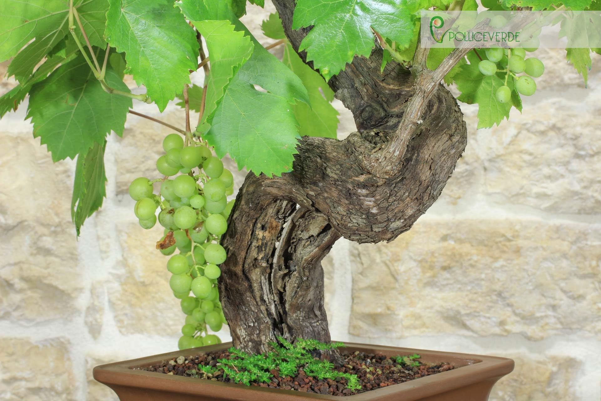 Bonsaï de vigne (111)