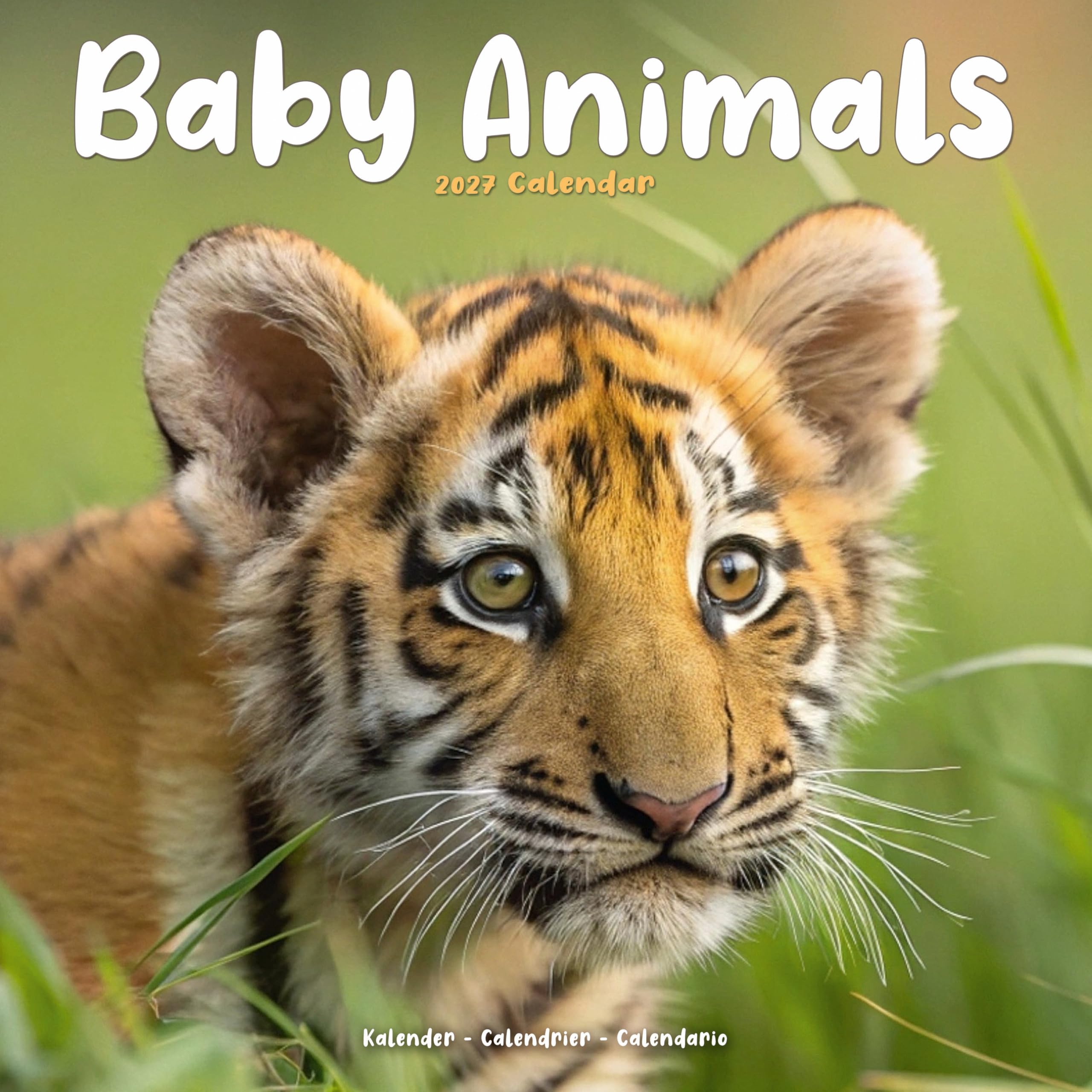 Baby Animals 2027 Calendar | Square Wall Calendar | Animal Gift | Plastic Free Packaging | by Avonside Publishing
