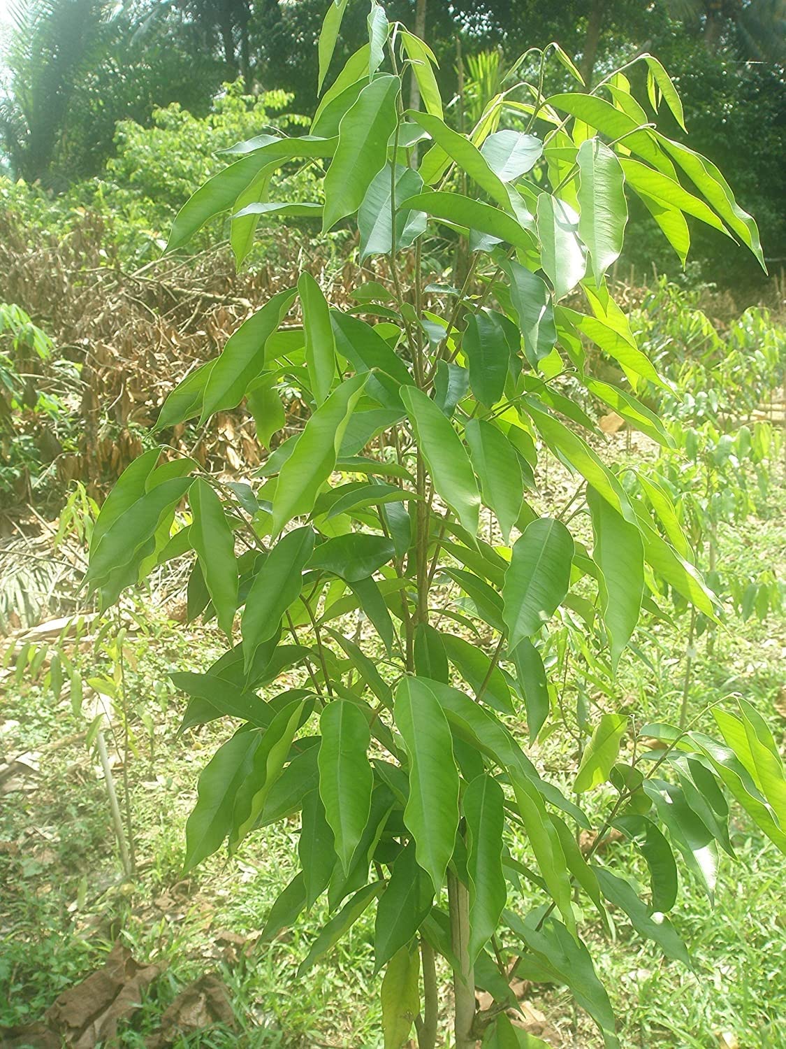 M-Tech Gardens Rare Oud Aquilaria malaccensis Agarwood 1 Live Seedling Plant (B0BFKNRX47) Amazon Price History, Amazon Price Tracker
