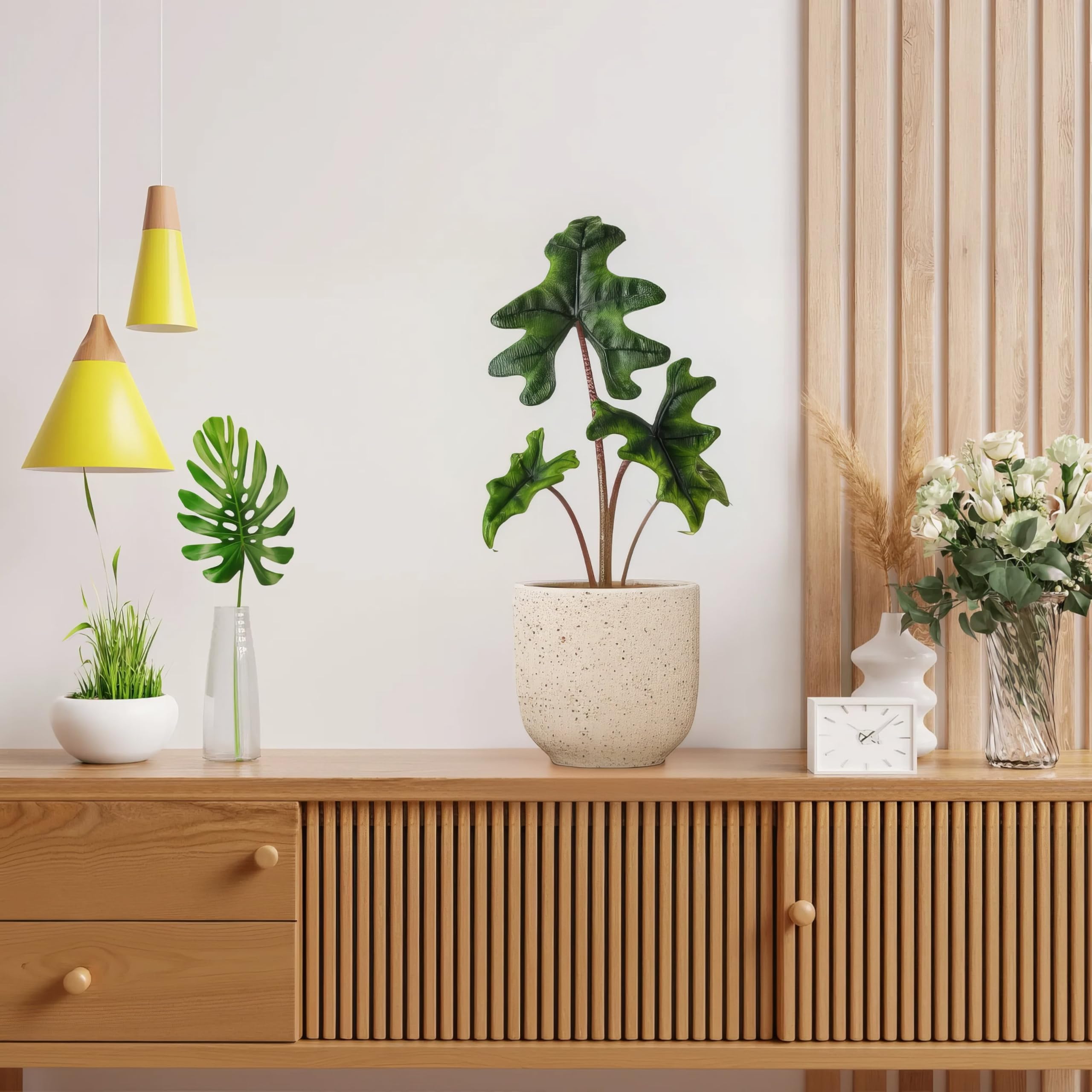 Alocasia Jacklyn - 12cm Topf x 30cm Höhe, tropische Zimmerpflanze, frische Topfpflanze, grüner Blickfang für Wohnzimmer, Bad, Büro, exotisches Blattmuster, natürliche Zimmerdeko