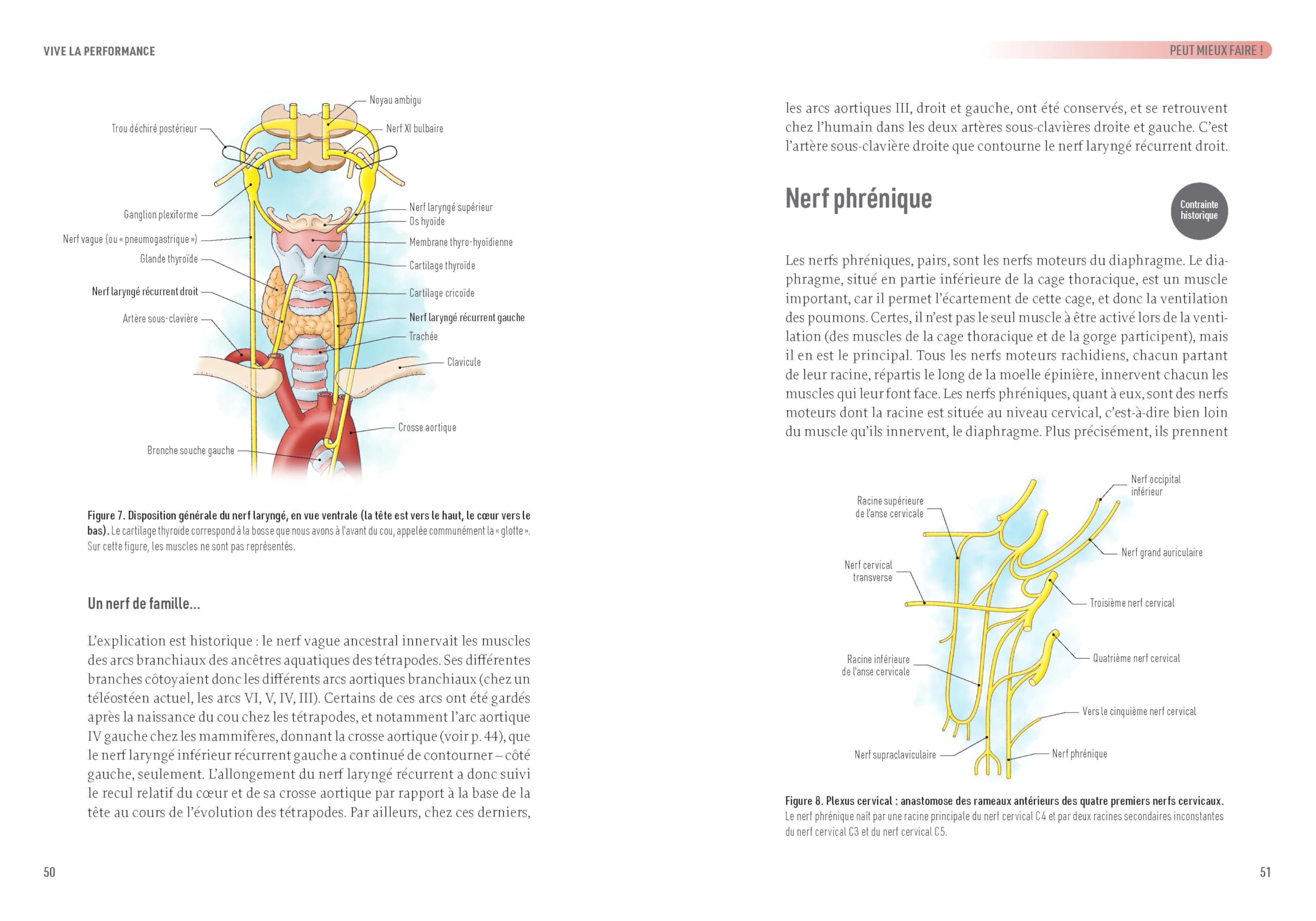 Petit traité d'anatomie superflue: l'évolution à travers notre corps