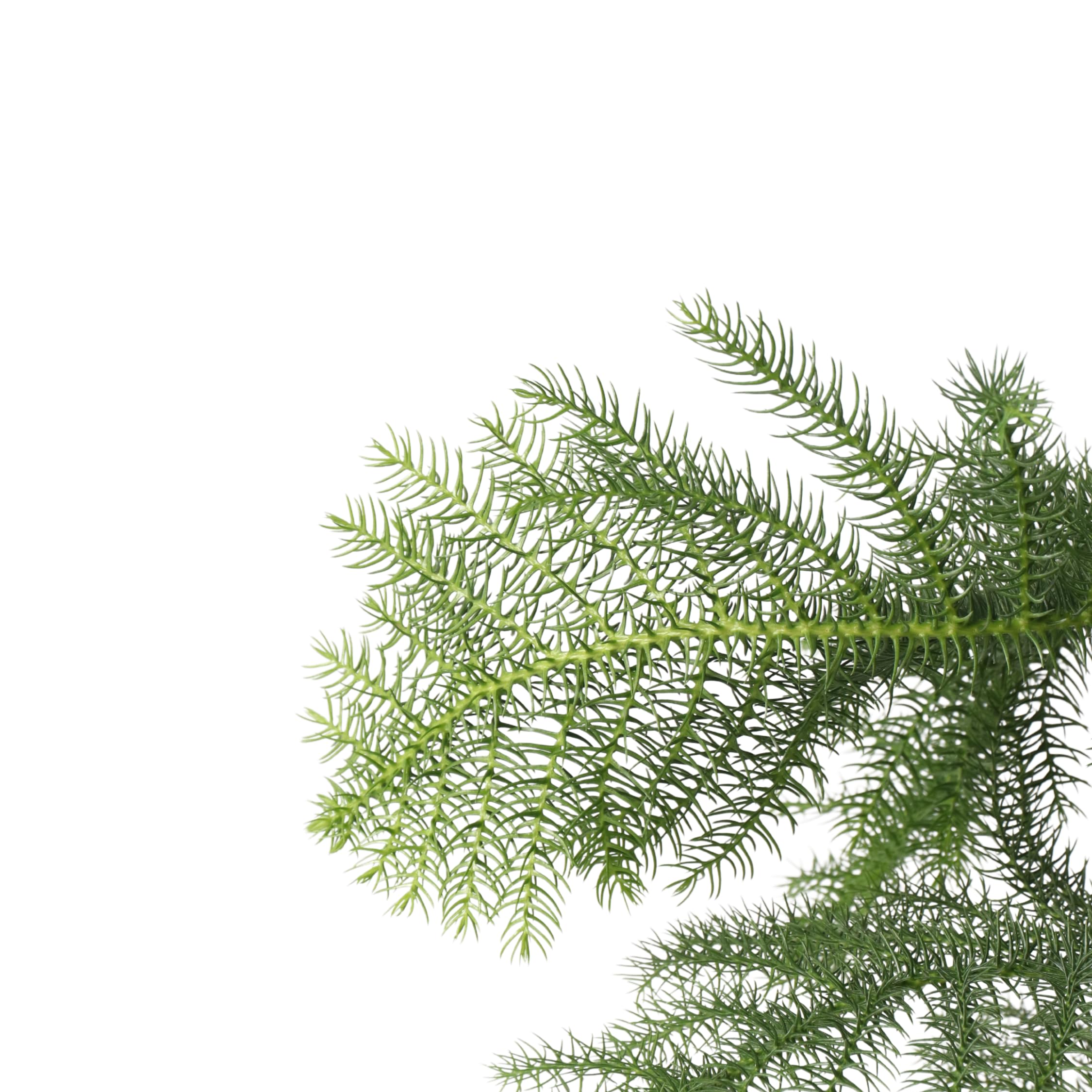 Plant in a Box - Araucaria Heterophylla - Sosna Norfolk - Sosna Pokojowa - Doniczka 21cm - Wysokość 70-80cm