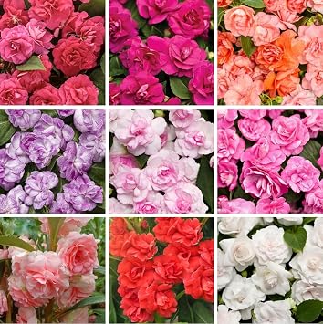 300 Balsam Seeds Impatiens balsamina - Non-GMO Heirloom Annual Flowers, Vibrant Blooms & Profuse Flowering for Garden