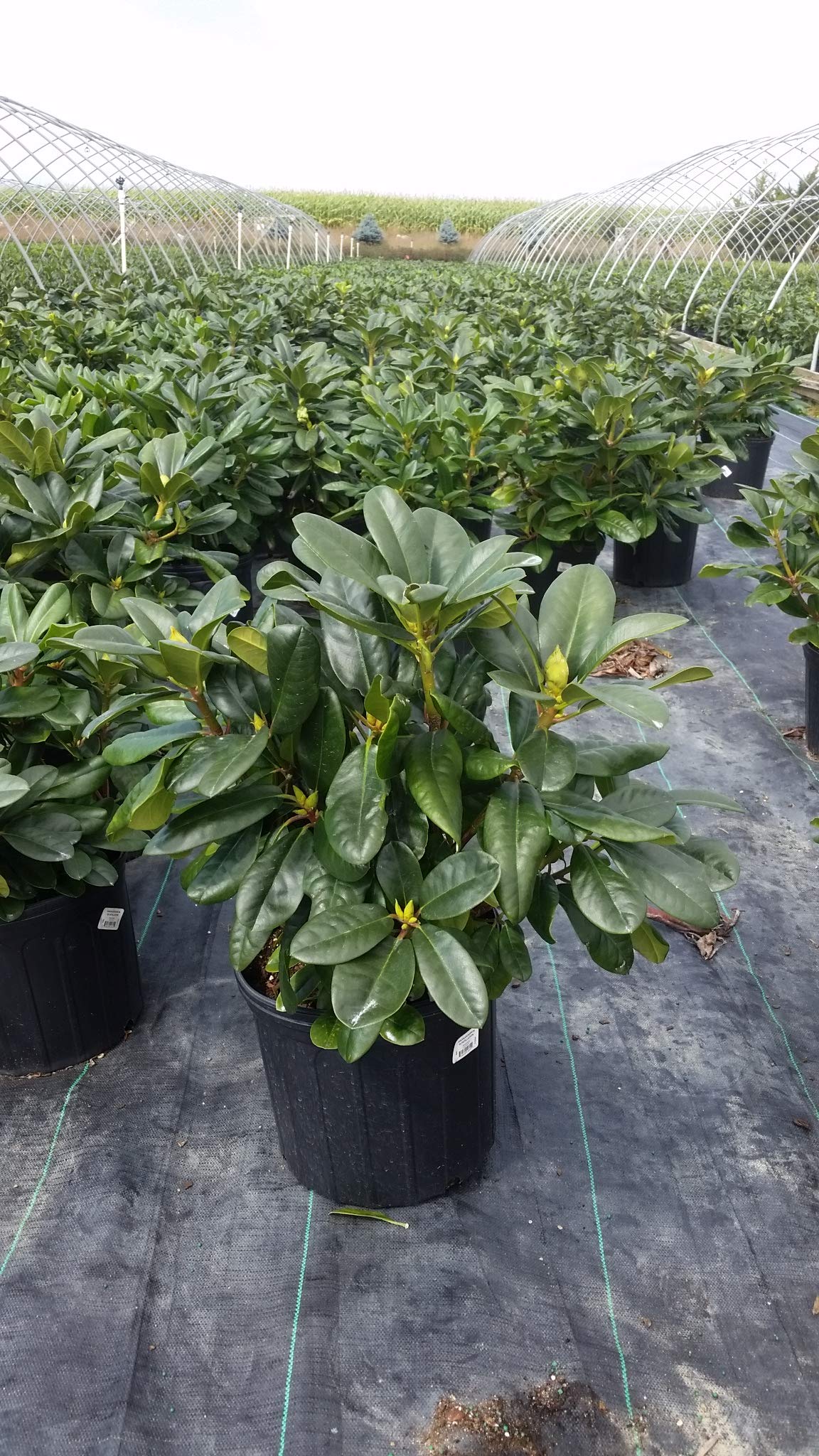 Green Promise Farms Rhododendron "Scintillation" Evergreen, contenitore di 3 dimensioni, rosa tenue