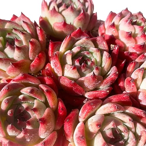 Miniatura 7 de Echeveria cv Momotarou - Plantas suculentas vivas raras, 1 maceta de tamaño de 2.5 pulgadas, planta viva rosa, excluye maceta y tierra, escritorio