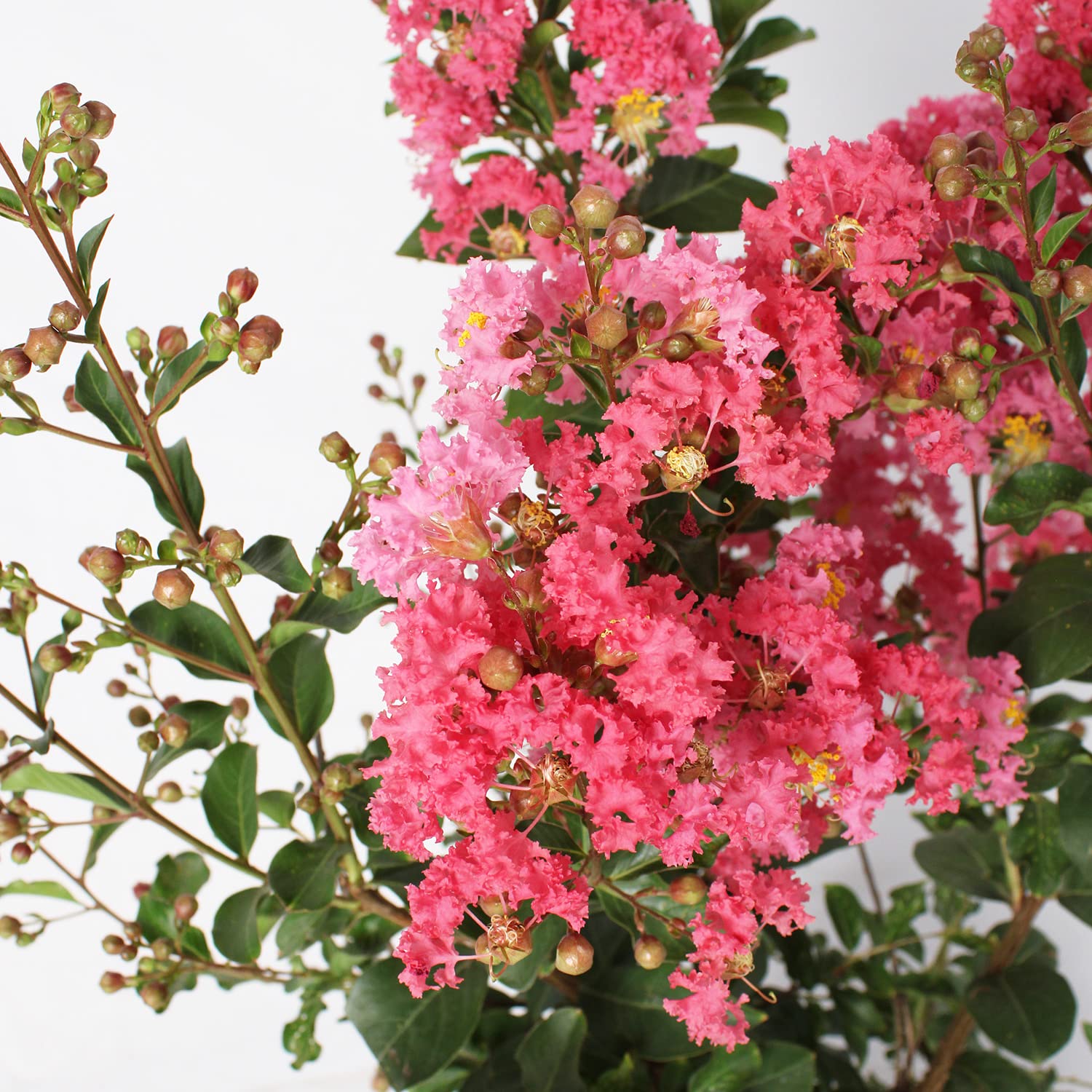 KENTIS - Lagerstroemia Indica Rose - Vraies Plantes Fleuries d'Extérieur - Plante Fleurie de Jardin - H 60-80 cm Pot Ø 24 cm