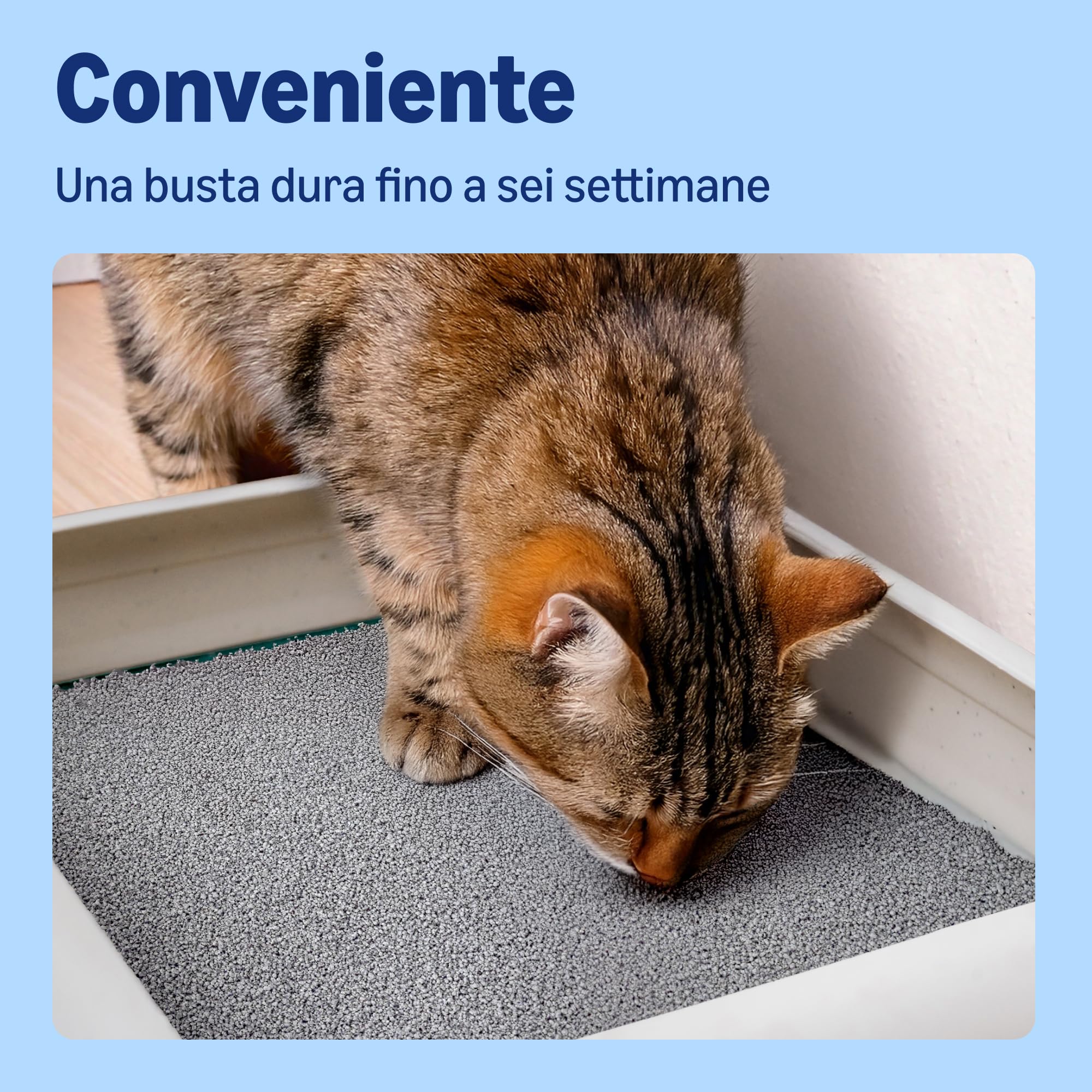 Amazon Lettiera per Gatti Premium in Bentonite, Profumazione al Talco, 25L (Confezione da 1) (in Precedenza un Marchio Lifelong, Stesso Prodotto)