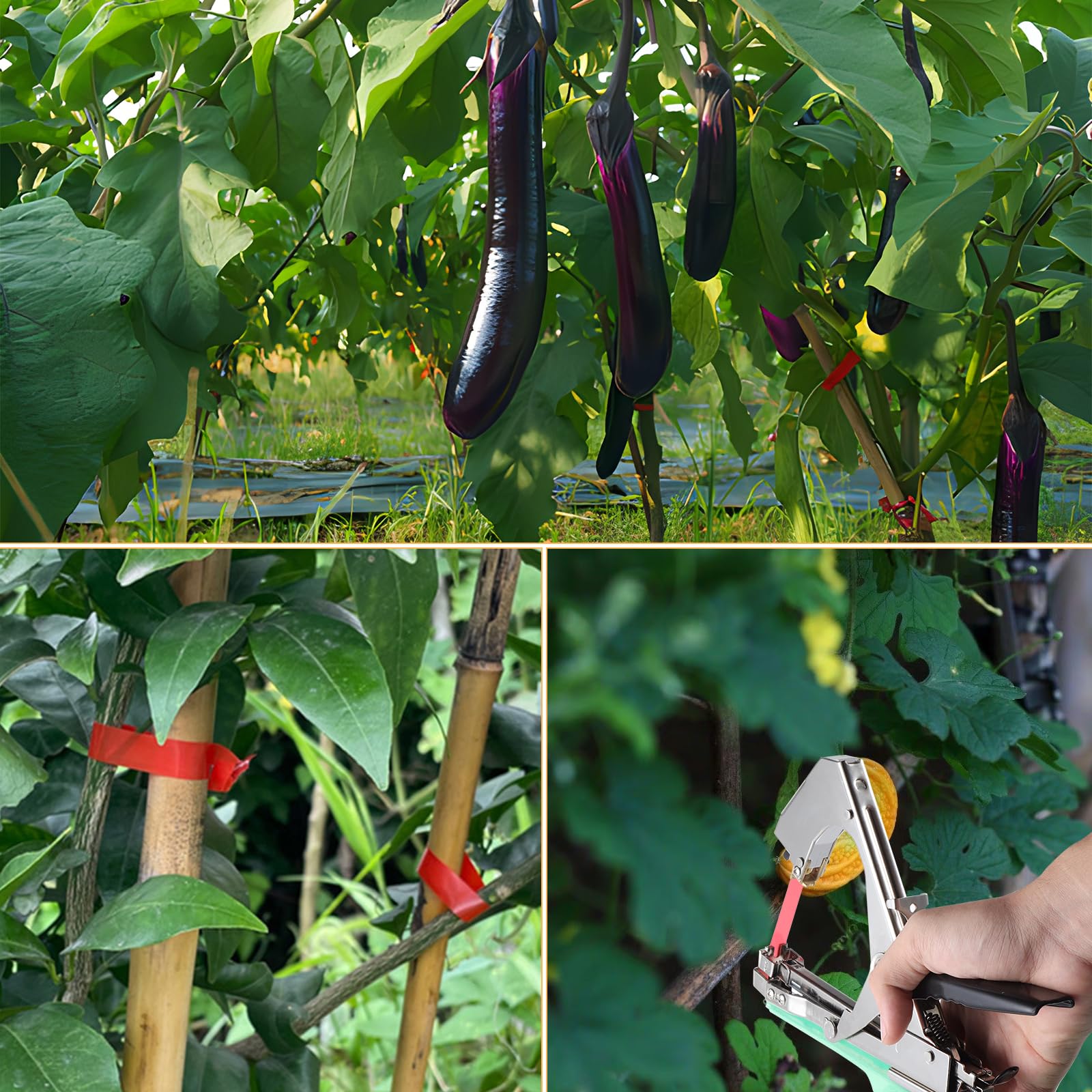 Legatrice per Piante, Attrezzi Orto Pinza Legatrice, Legatrice per Pomodori, Tying Macchina per Vigneto con 20 Rotoli di Nastro ed 1 Scatola di Graffette