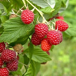 Himbeeren 1 Pflanze, Rubus idaeus, 2x Ernte im Jahr, volle Erträge, Himbeerpflanze, essbare Früchte, winterhart, pflegeleicht Gute Volle Ernten product image