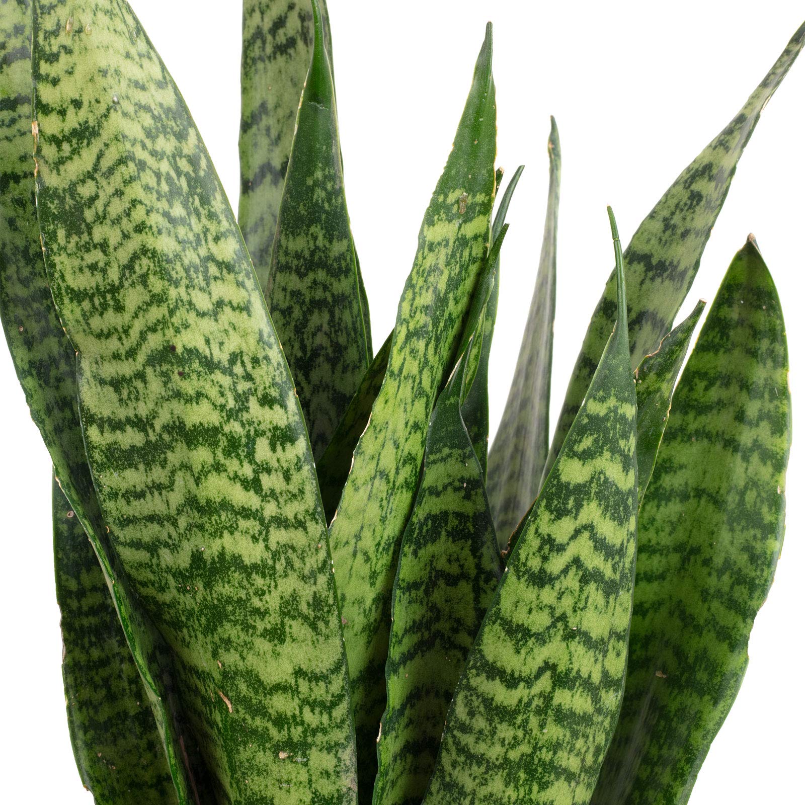 2 x cáñamo arco, plantas de interior fáciles de limpiar, 1 x Sansevieria zeylanica y 1 x Sansevieria trifasciata 'Laurentii' – Altura aprox. 65 cm, maceta-? 17 cm