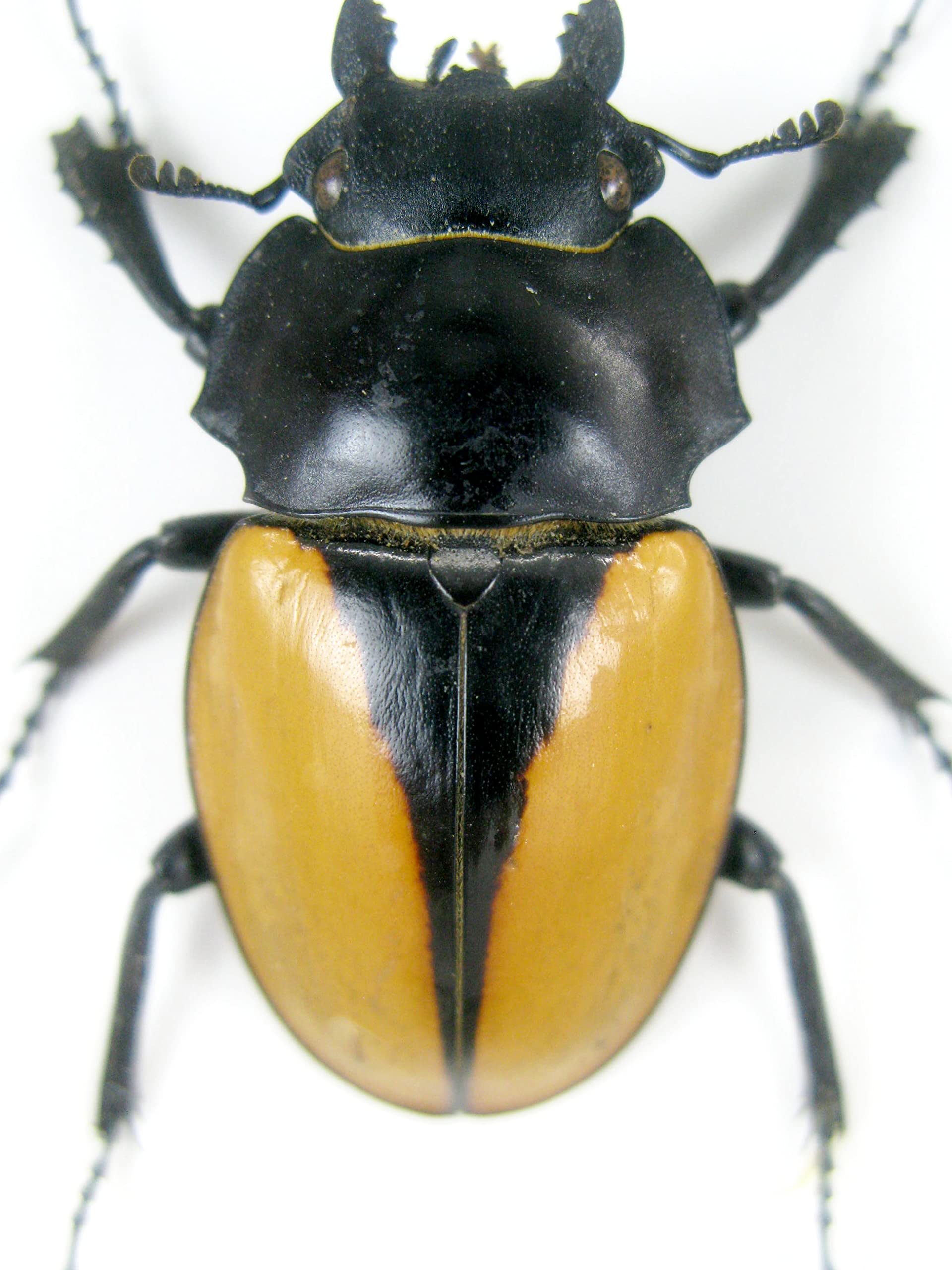 Veramente preparate e gigantesche insetti, cicale e bruchi in espositore in legno dietro vetro (2 Odotolabis elegans chiuse)