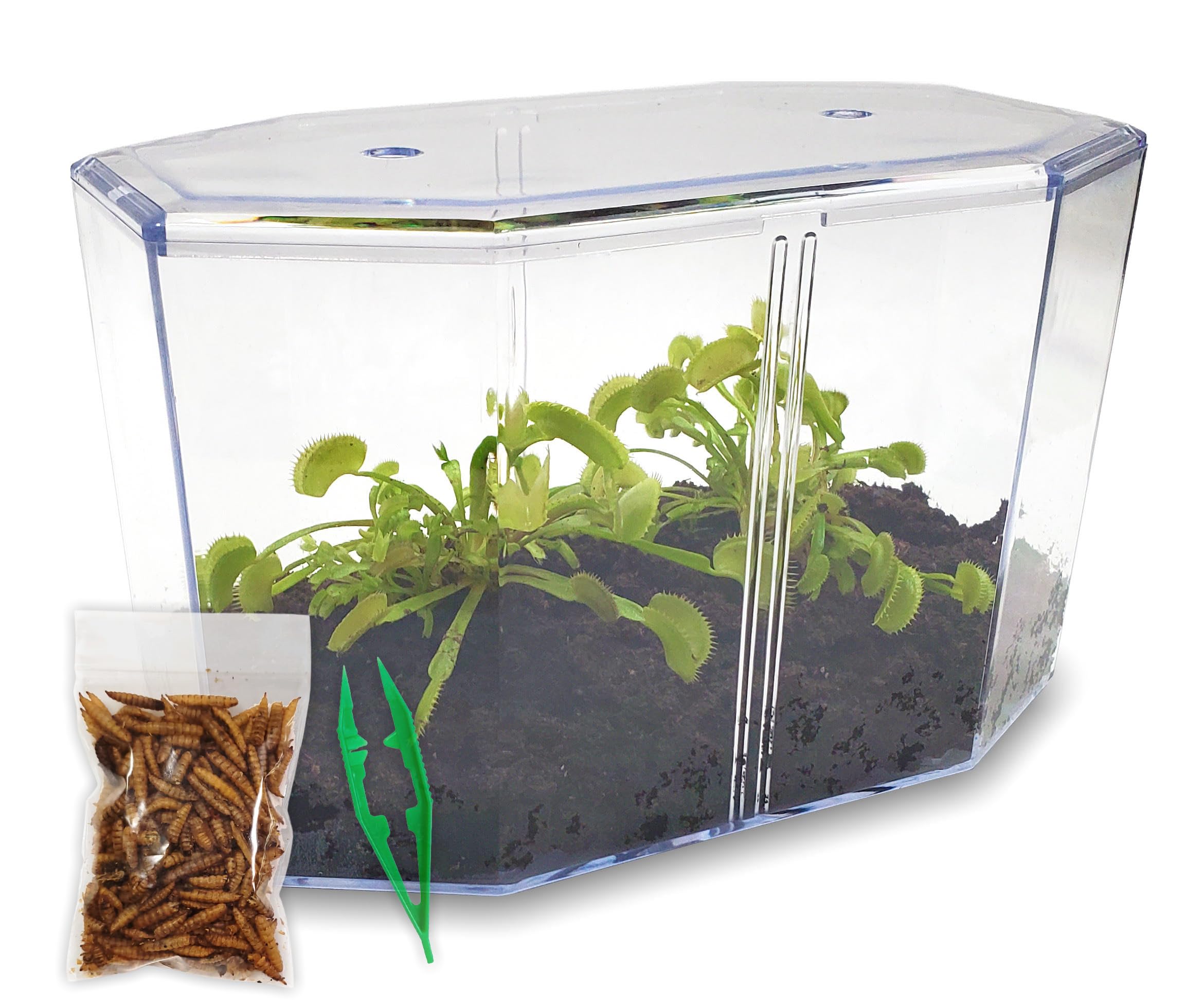 Amazon.com : Double Venus Fly Trap Live Plant Set with Terrarium +